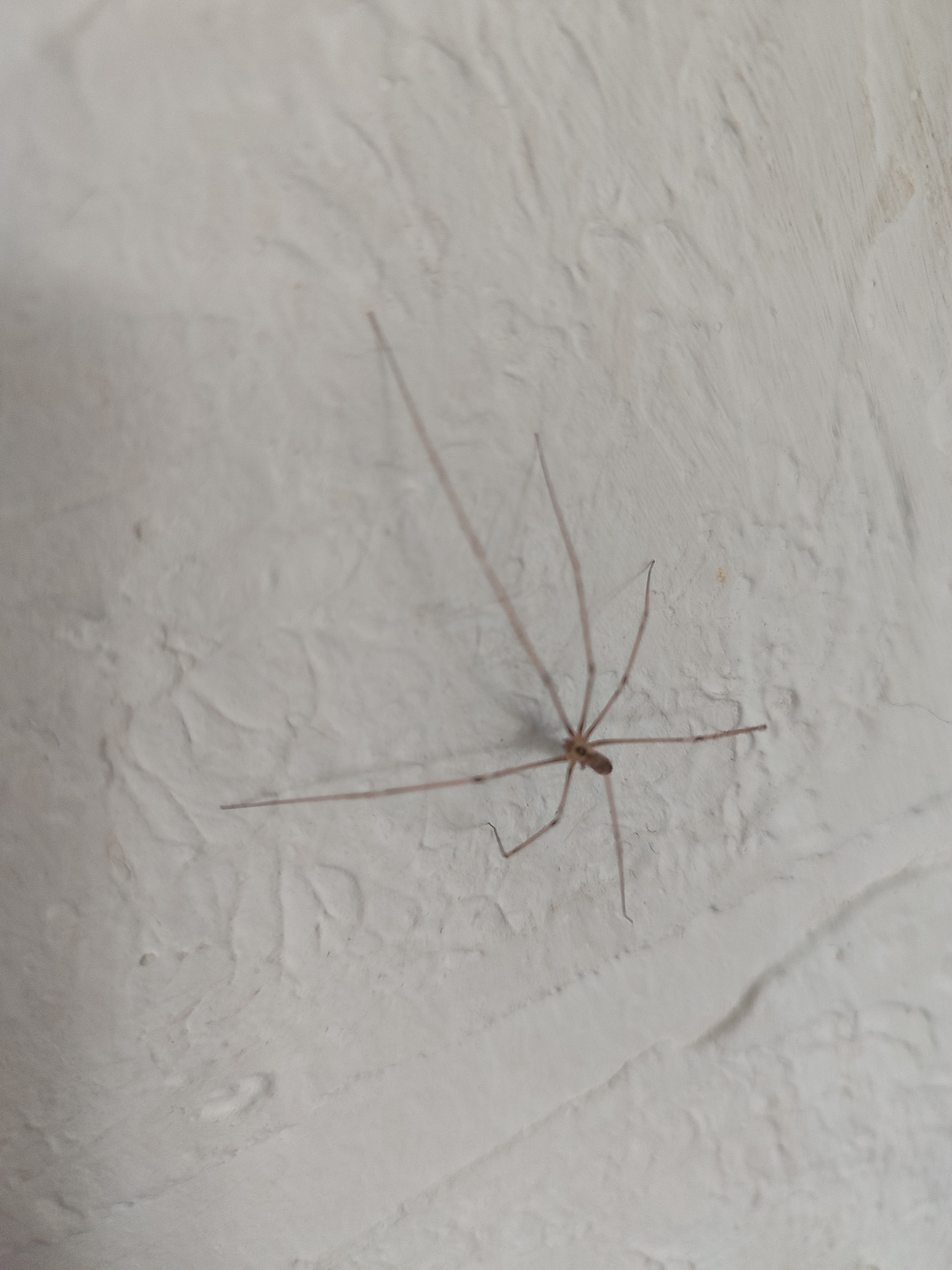 A cellar spider, characterized by its long, slender legs and small body, is positioned on a white, textured wall. The spider is captured in focus against the subtly uneven surface of the wall. No other subjects or objects are visible in the frame. The lighting appears to be ambient, casting faint shadows that emphasize the wall's texture. The image does not provide any information related to the city of Novosamarka, Ukraine, or any specific environmental context beyond the wall itself.