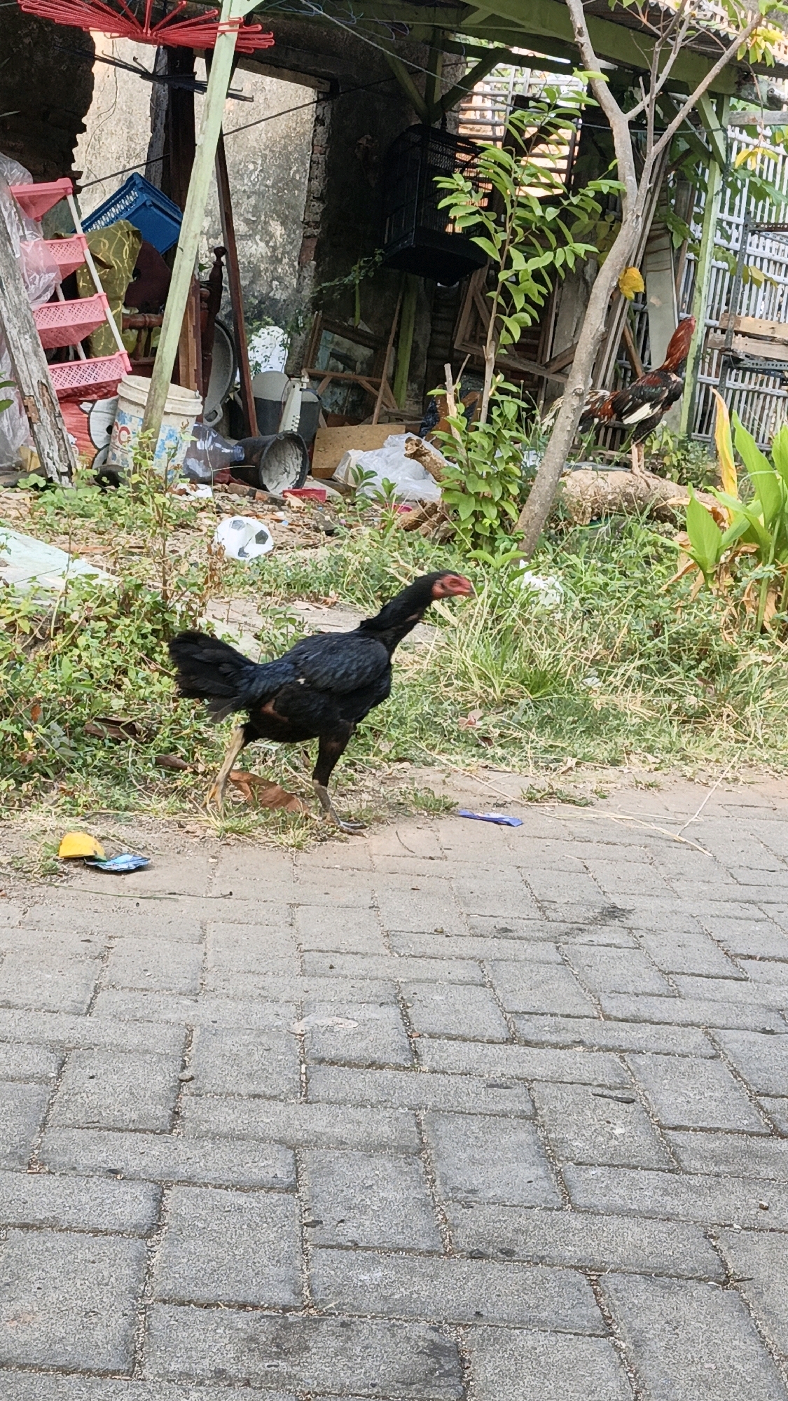 In the city of Cikal, Indonesia, a black hen walks on a paved walkway. The hen is facing right, with its head slightly raised and its beak open. Behind the hen, a patch of green grass is visible, along with various objects scattered on the ground, including a yellow plastic object and a blue plastic wrapper. Further back, a cluttered area contains a dilapidated structure, wooden planks, plastic containers, and a white ball. A tree with green leaves stands to the right of the hen, and another rooster with brown and red feathers is perched on a log in the background. The overall scene depicts a somewhat unkempt outdoor environment.