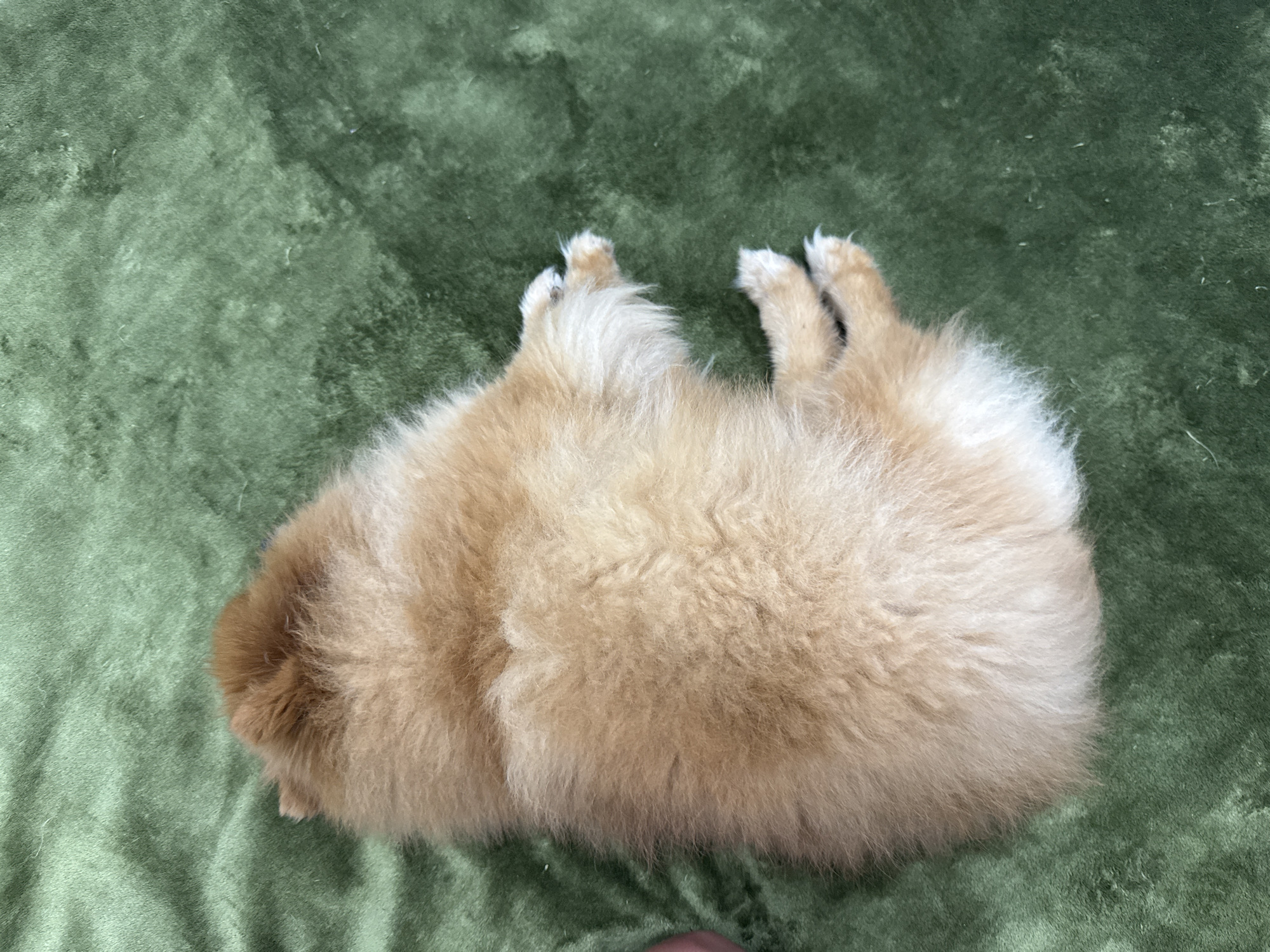 A fluffy, light brown Pomeranian dog is curled up and sleeping on a textured, dark green blanket. The dog's back is facing the camera, and its head is tucked towards its body. Its paws are visible, one tucked underneath its body and two extended. The blanket appears to be soft and slightly wrinkled, creating a textured surface. The lighting is soft and diffused. The image was taken indoors, likely in a residential setting, and no specific location in Bac Nha Trang Ward, Vietnam can be determined from the visual information.