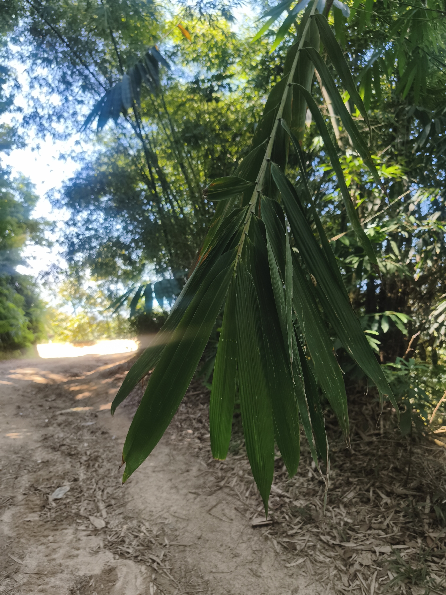 A close-up shot focuses on a cluster of green bamboo leaves hanging from a branch in the foreground. The leaves are elongated and pointed, with visible veins. Behind the leaves, a dirt path stretches into the distance, lined with trees and foliage. The path is covered in dry leaves and twigs. Sunlight filters through the canopy, creating dappled light and shadows on the path and surrounding vegetation. The scene appears to be a rural or natural setting, possibly within a forest or park area. The overall impression is one of a tranquil, sun-drenched natural environment. The location is identified as Ko Samui District, Thailand.