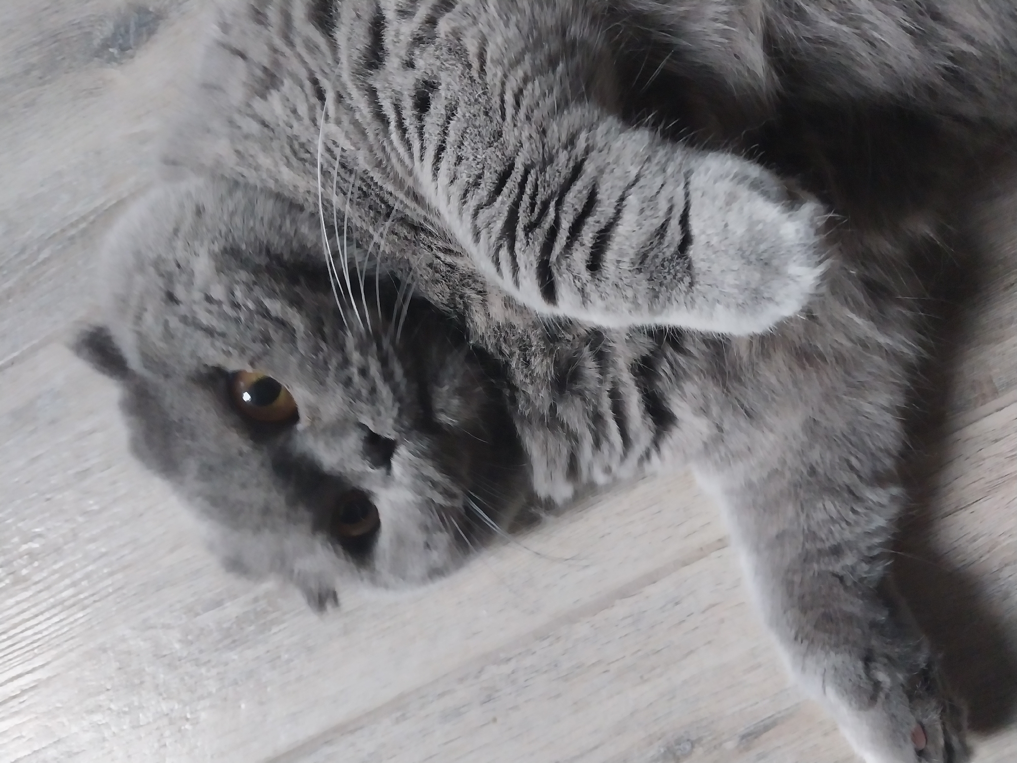 A close-up shot shows a grey British Shorthair cat lying on its back on a light-colored wooden floor. The cat's eyes are open and looking towards the camera, and its mouth is slightly open, revealing its tongue. The cat's paws are spread out, and its fur is fluffy. The background is out of focus, but it appears to be a room with wooden floors. The image was taken in Dnipro, Ukraine.
