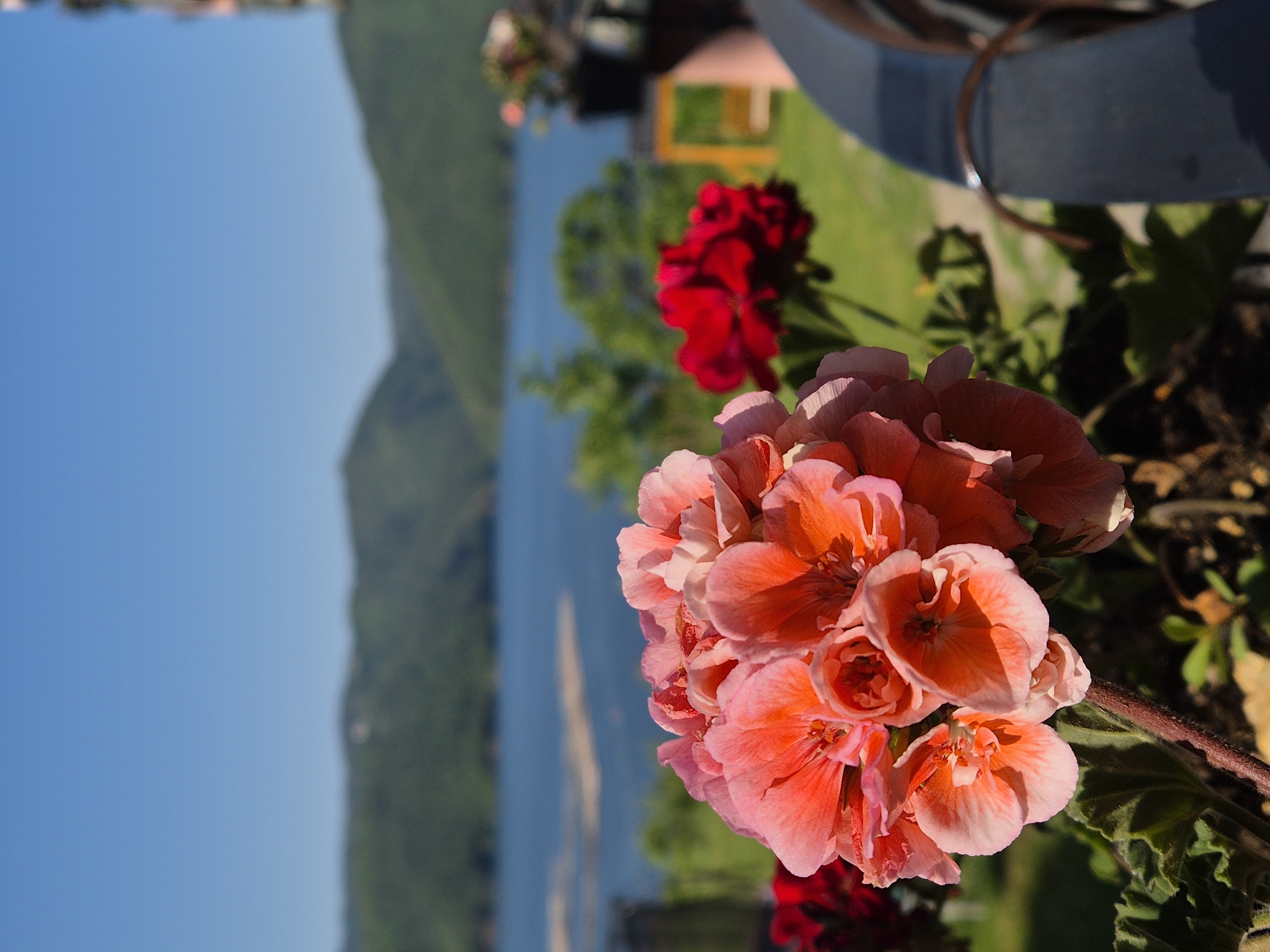 A close-up outdoor, vertical, full shot captures a cluster of vibrant, coral-pink geraniums in the foreground, their petals catching the sunlight. Behind the flowers, a body of water, likely a lake or large river, stretches across the middle ground, bordered by lush green, tree-covered hills that fade into the distance under a clear, bright blue sky. To the right, a dark blue curved object, possibly a railing or part of a chair, enters the frame. In the background, a small red flower is visible in a black pot on a yellow stand. The overall scene evokes a sense of tranquil natural beauty.