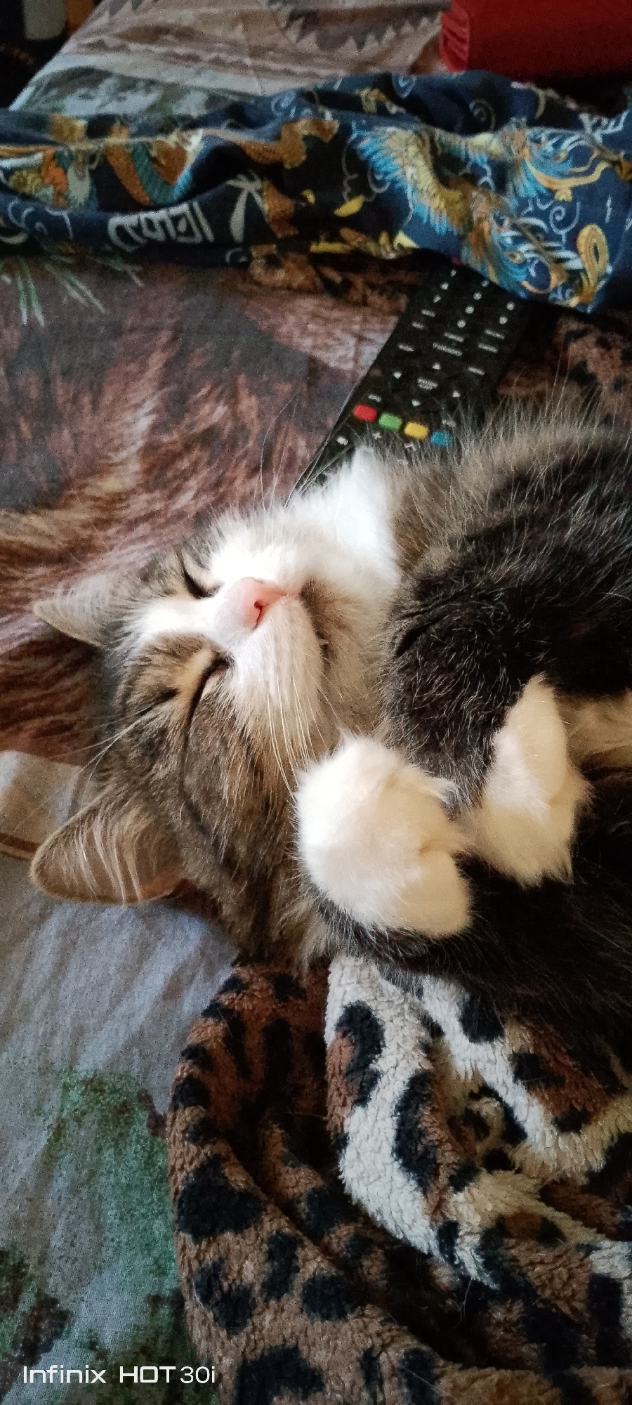 A fluffy, grey and white cat is sleeping on a bed. The cat is curled up and its eyes are closed. A television remote control is lying on the bed next to the cat. The bed has a patterned blanket on it, with a leopard print and a darker fabric with a blue and gold pattern. The image was taken in Kedrovy, Russia.