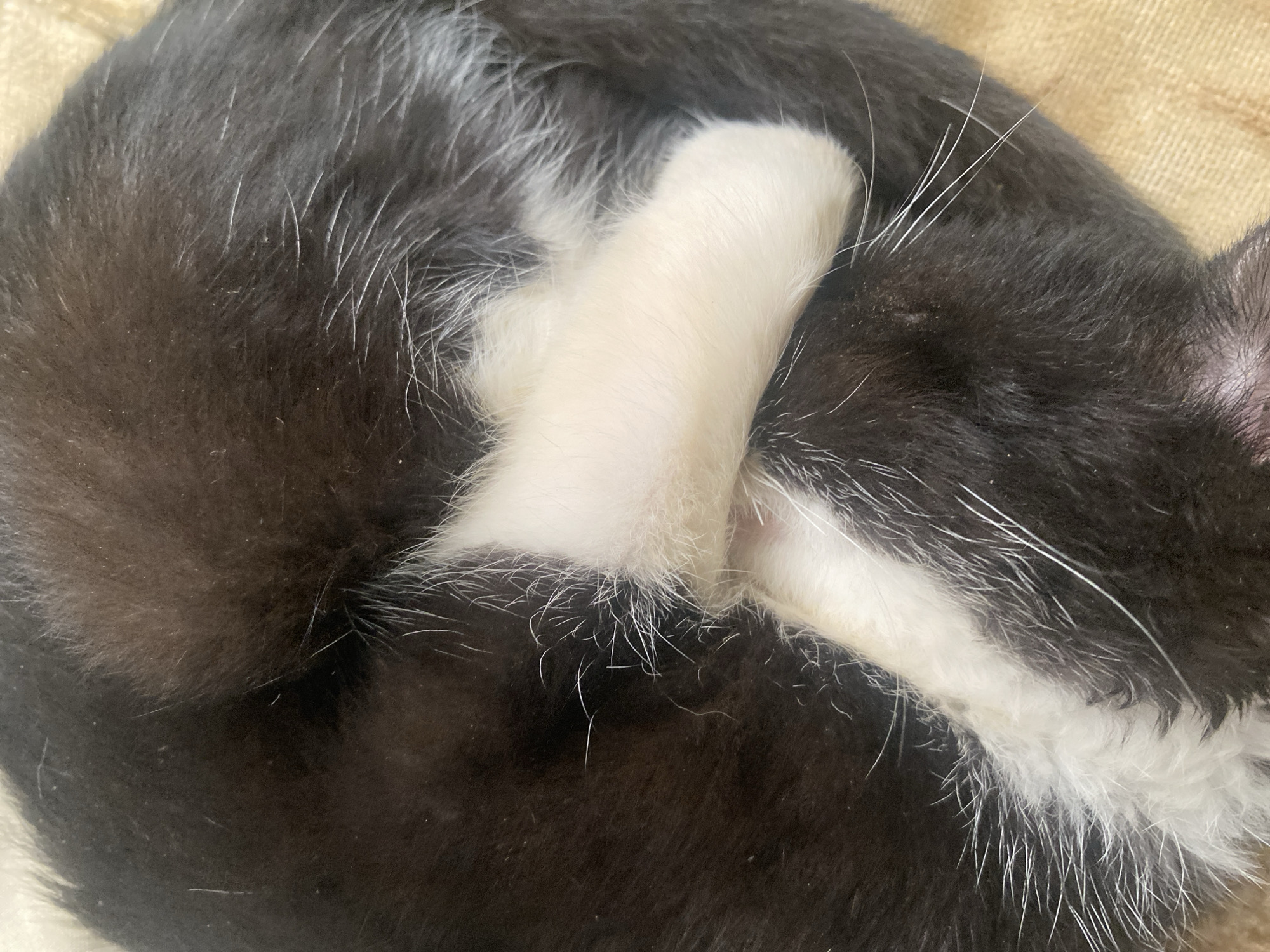 A close-up photograph shows a black and white cat curled up and sleeping on a beige surface. The cat's white paws are positioned near its face, and its fur appears soft and plush. The overall scene is tranquil and peaceful.
