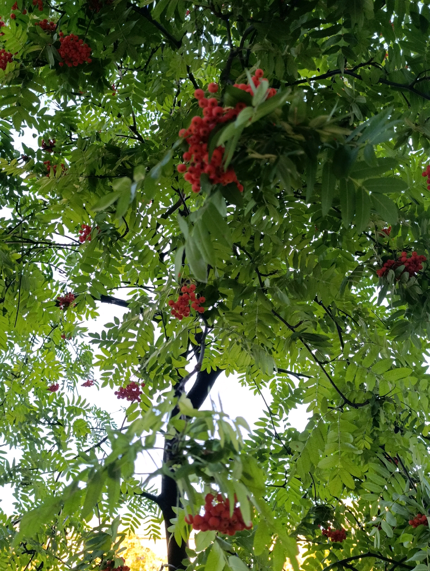 A low-angle, full shot captures a dense canopy of a rowan tree with ripe, red berries against a bright sky. The leaves are vibrant green and appear in various stages of focus, suggesting movement or a shallow depth of field. The branches are dark and textured, providing structure to the scene. Some berries are clustered tightly, while others hang loosely, hinting at the season. The overall impression is of nature's abundance. There are no people visible in the image. The image does not contain any identifiable landmarks or context to pinpoint a specific location within Cherkasy, Ukraine.