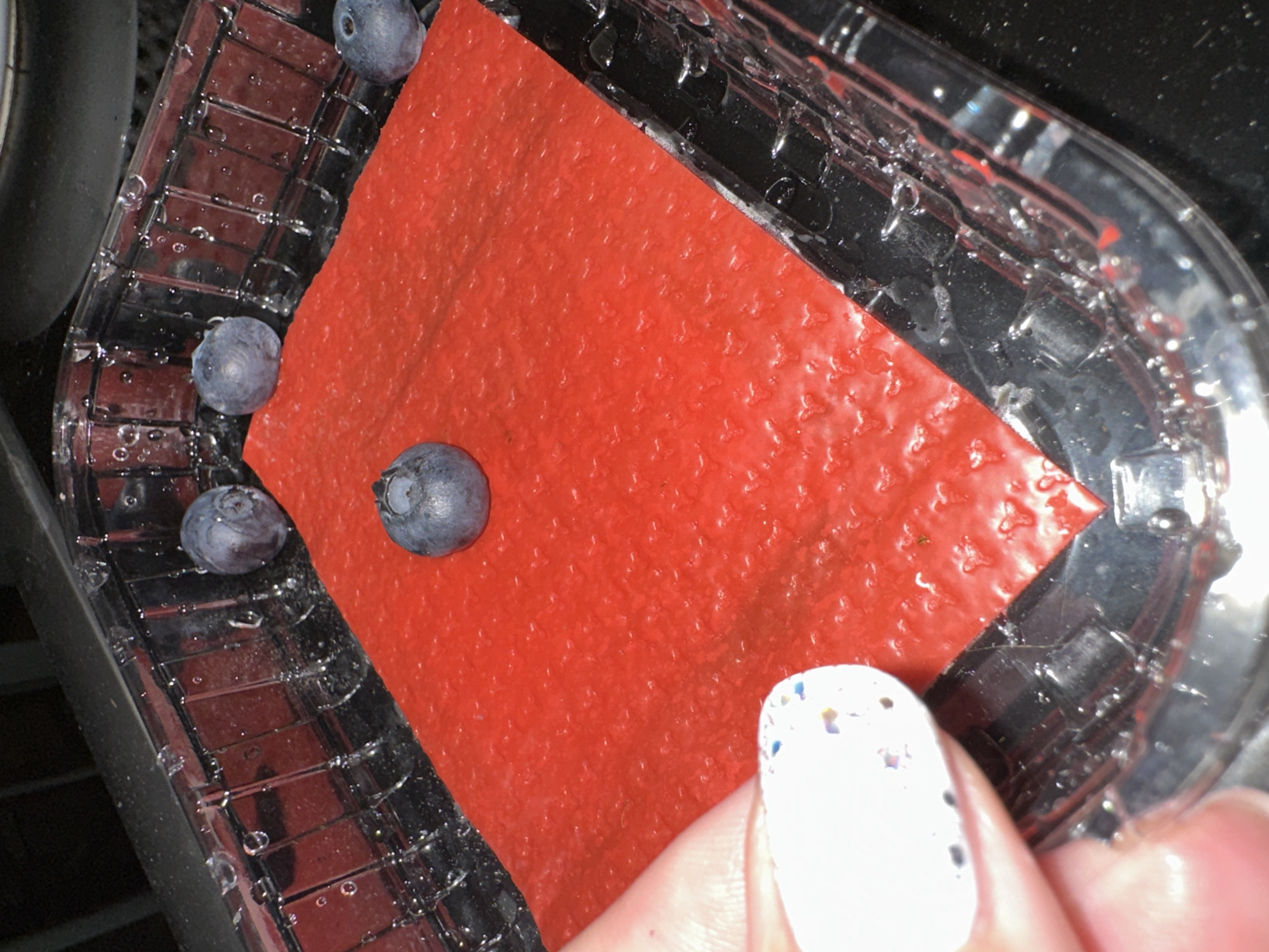 A close-up, overhead shot shows blueberries and a hand with white, sparkly nail polish against a red textured surface inside a clear plastic container. The container has water droplets on its sides. The image does not contain any information that can be used to determine the location in Krefeld, Germany.