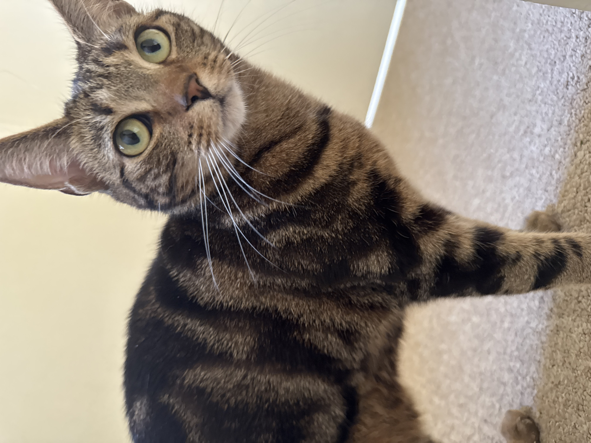 A tabby cat with green eyes and dark brown stripes looks curiously into the camera, tilting its head to the left. The cat has white whiskers. Its front paw rests on a beige carpet. A pale yellow wall is in the background. The location is not specified in the image.