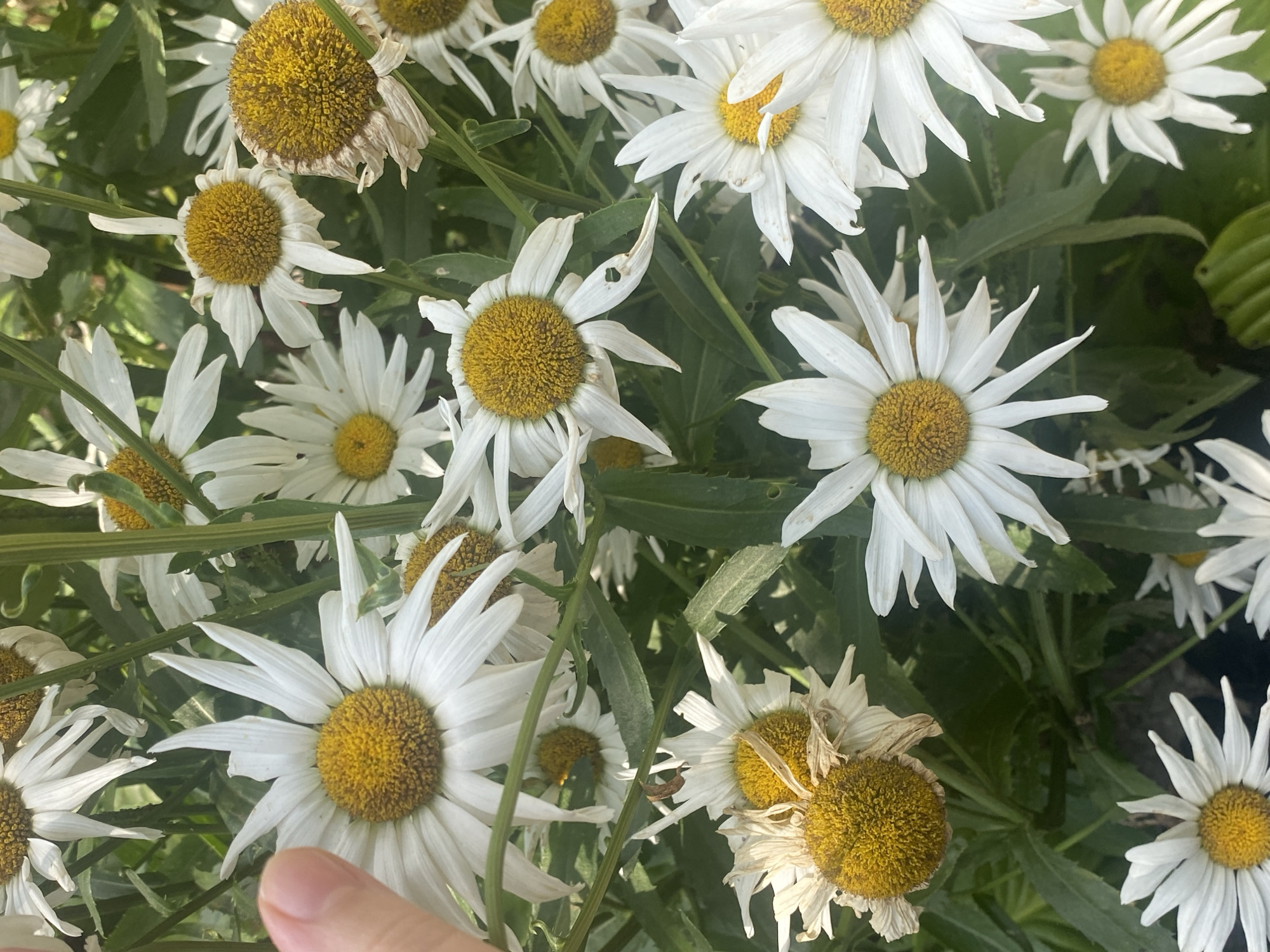 A close-up, overhead shot captures a cluster of daisies with vibrant yellow centers and white petals, some appearing wilted. A human finger, partially visible on the left side, gently touches one of the petals. The surrounding foliage is a lush green. The image does not provide any information about the specific location within the city of Важное, Russia, nor does it depict any identifiable landmarks.