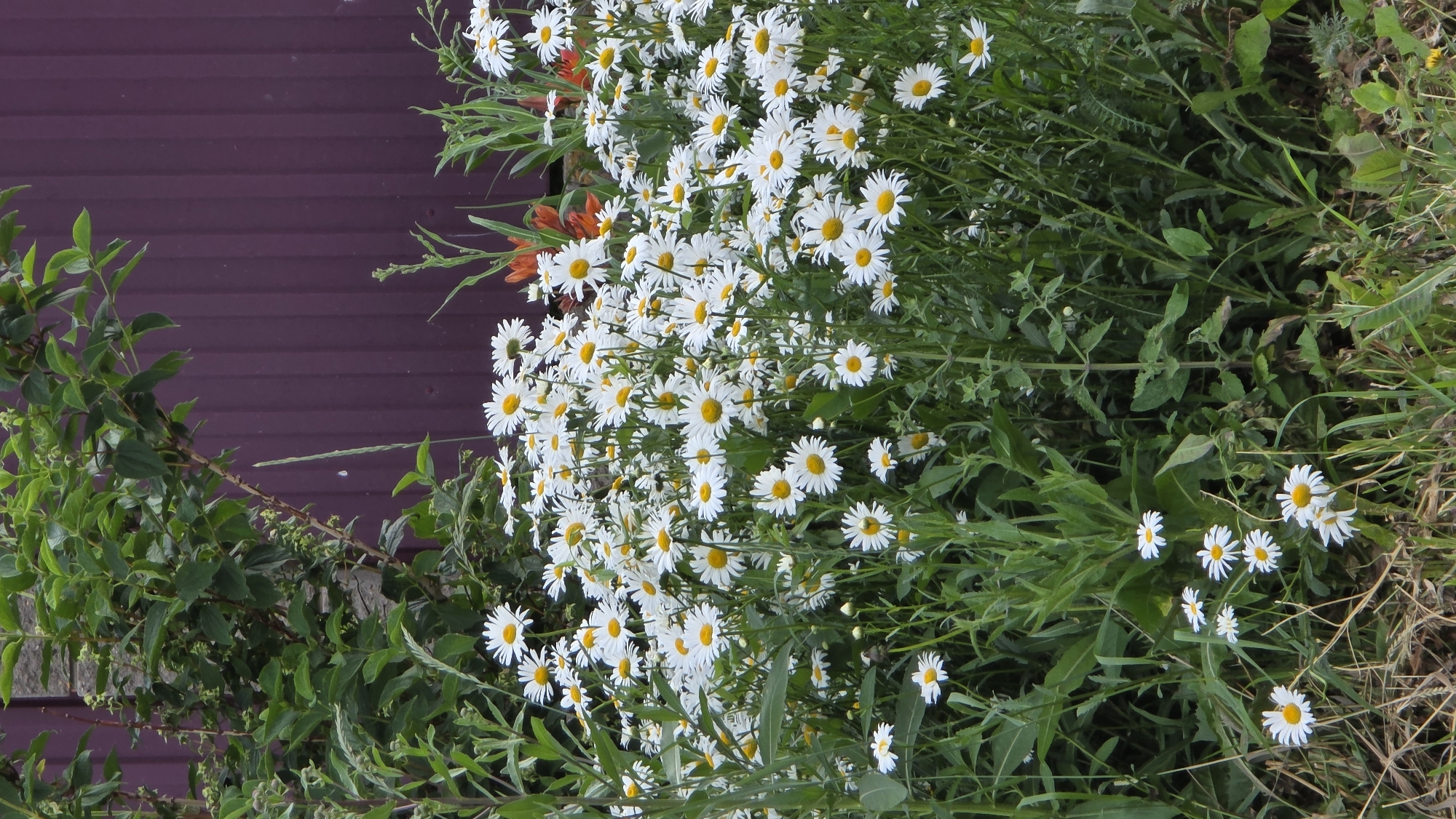 This is a vertical, eye-level, medium shot of a dense patch of white daisies with yellow centers. The flowers are in full bloom and fill the lower two-thirds of the frame. The daisies are interspersed with green foliage. In the background, to the left, is a green leafy bush with some branches. Behind the flowers and bush is a dark purple, corrugated metal fence. There are no people or animals visible in the image. The lighting suggests it is daytime. The scene appears to be an outdoor garden or natural area. The location is in Kupoyarovo, Russia.