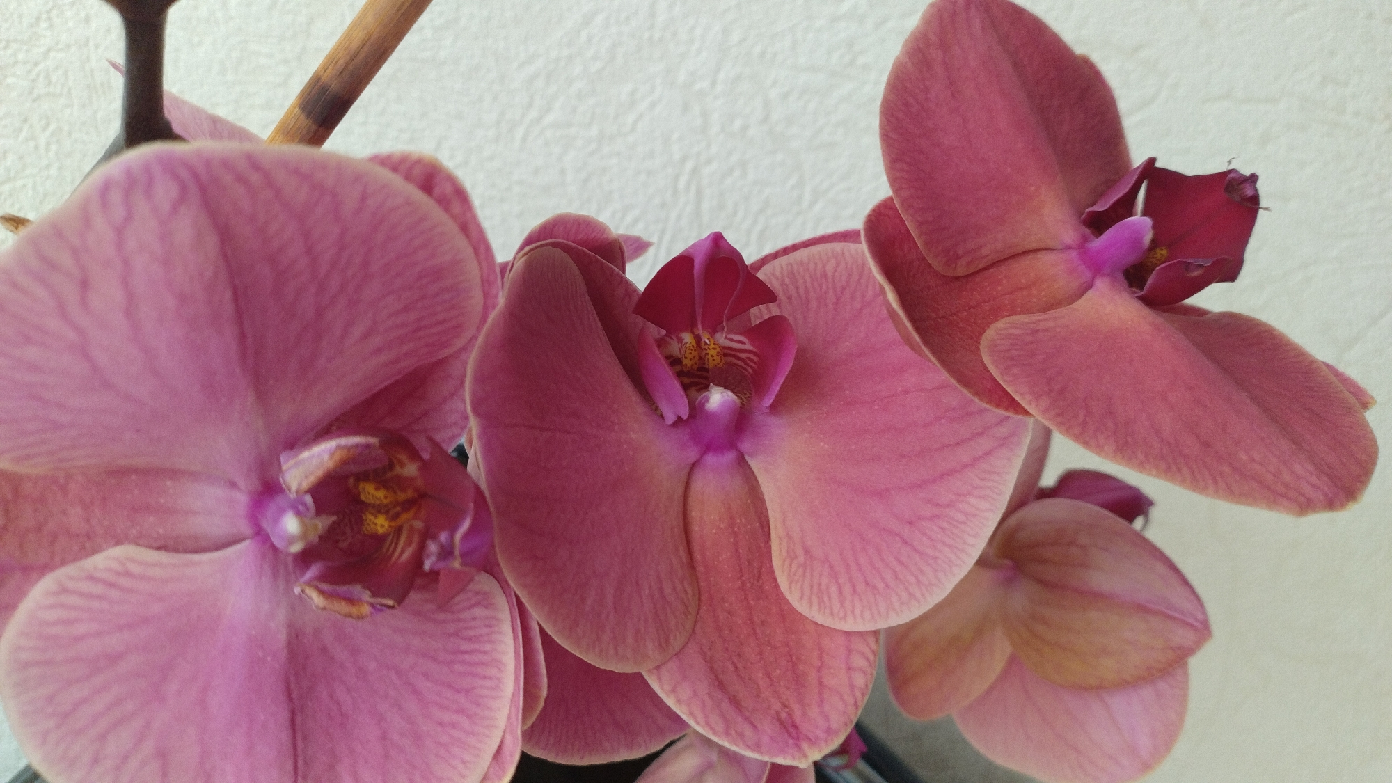 A cluster of pink orchids is presented in a close-up, vertical composition. The flowers, with their delicate, veined petals, dominate the frame. The background is a textured, off-white surface. A thin, brown stem or support is visible to the right of the orchids, extending diagonally upwards. The lighting is soft, highlighting the details of the petals and the intricate centers of the flowers. There is no indication of a specific location in Jelgava, Latvia, or any human presence.