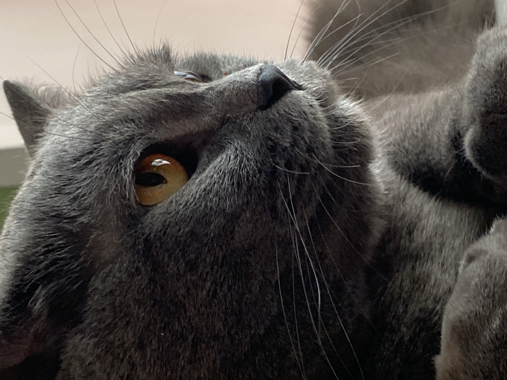 A close-up, upward-angled shot of a gray cat. The cat's head is in focus, showing details of its fur, whiskers, one visible yellow eye with a black pupil, and a small black nose. The background is out of focus, showing pale colors. There is no information to place the cat in Votkinsk, Russia.