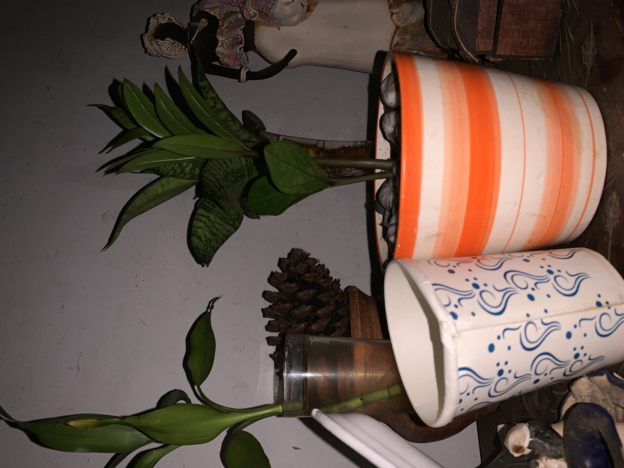 This image depicts an indoor still life arrangement on a surface in Santa Ana, Venezuela. The scene is dimly illuminated by localized lighting, casting distinct shadows against a light-colored, textured wall in the background.
On the left, a plant with multiple green stalks and elongated leaves is partially submerged in a clear glass of brownish water. Behind this glass, a large, dark brown pinecone rests within a small, reddish-brown terracotta pot.
In the center foreground, an orange and white horizontally striped ceramic pot contains two types of plants: one with dark green, patterned, lanceolate leaves, and another with brighter green, ovate leaves. The visible soil surface of this pot is covered with small, light-colored pebbles.
To the right of the central potted plant, a decorative figurine of a person wearing a headwrap and a patterned garment is partially visible. Further right, a small, dark wooden box with visible joinery is present.
In the left foreground, a white, cylindrical container with a repeating blue swirling and dotted pattern stands at an angle. The surface beneath all objects is dark wood, displaying visible grain and texture, and is scattered with small natural items including shells and dark stones.
