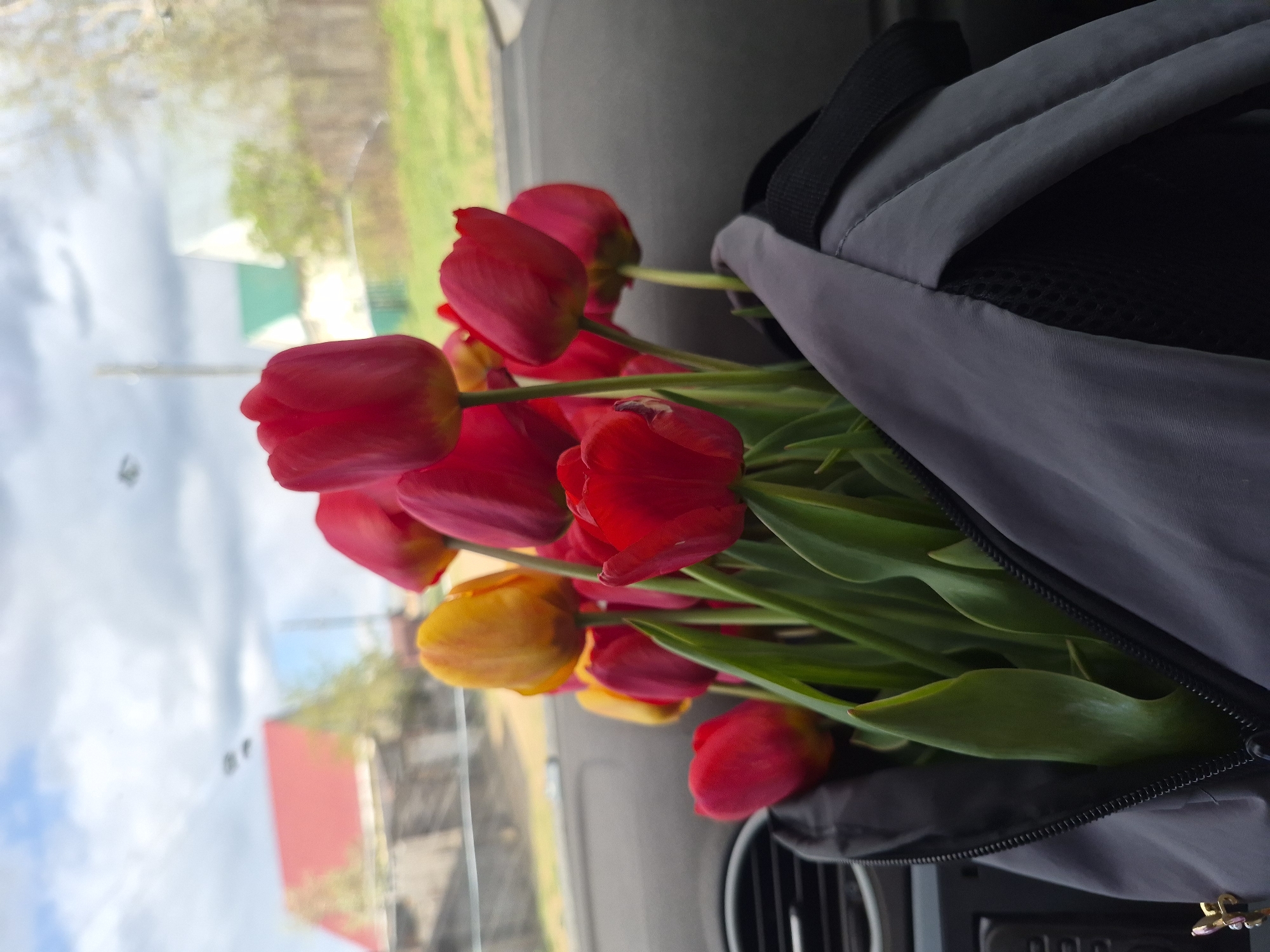 A bouquet of red and yellow tulips is shown inside a gray backpack. The backpack is located inside a car with the window reflecting the outside. A building, some trees, and blue sky can be seen in the reflection. The location is in the city of Chaikovsky, Russia.