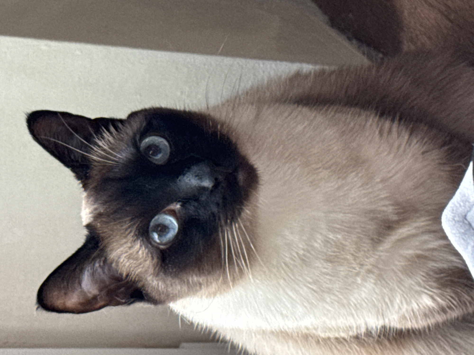 A close-up, upside-down view of a Siamese cat's face. The cat has a dark brown face and ears, with light blue eyes, a short nose, and white whiskers. The fur on its body is primarily light brown and tan. The background is indistinct but appears to be a light-colored wall or surface. There is no indication of location of Steklyannyi, Russia.
