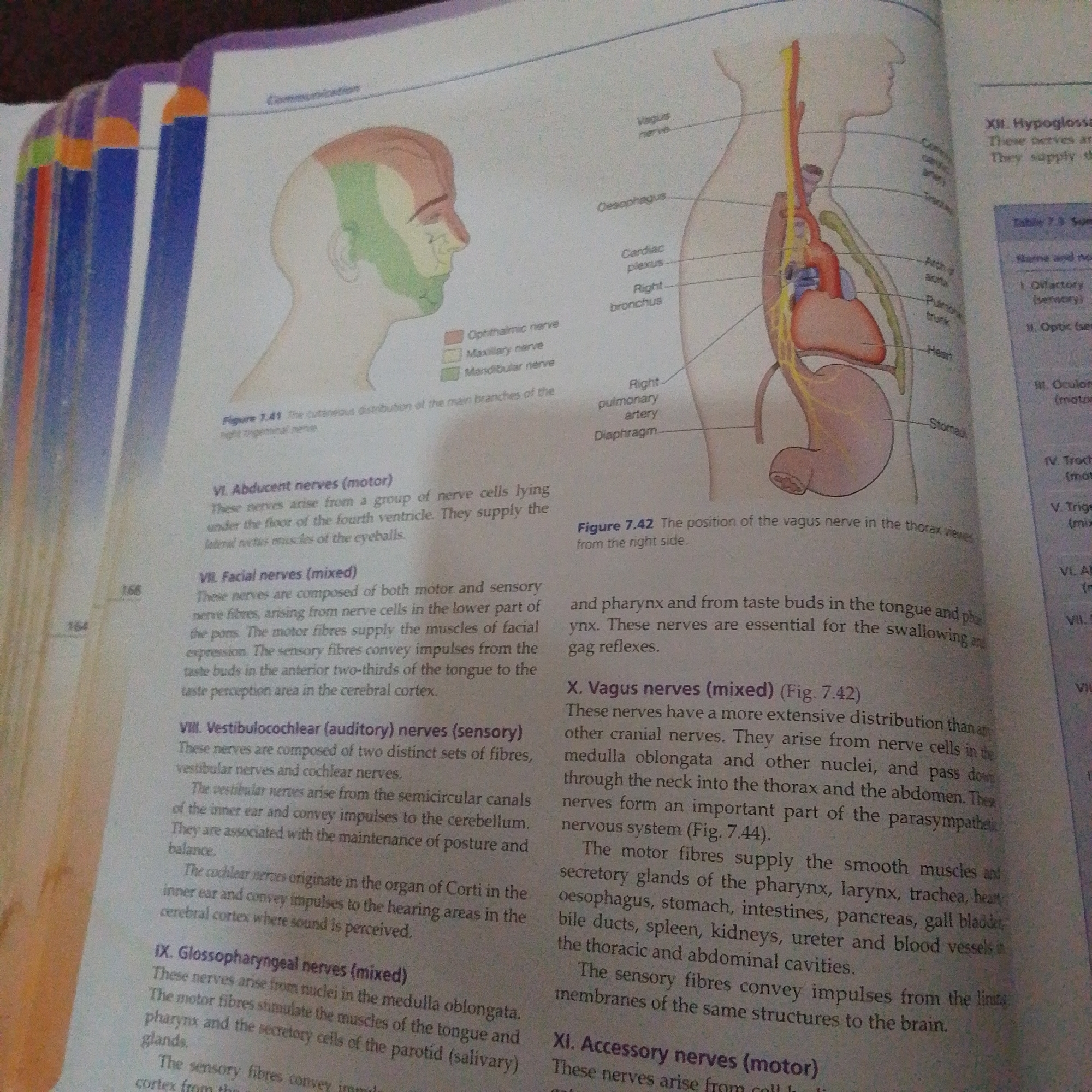 The image is a photograph of an open textbook with diagrams and text related to the human nervous system. The left side of the page features an illustration of a human head with different colored sections representing the distribution of cutaneous nerves. A key below this diagram identifies the colors with Ophthalmic nerve, Maxillary nerve, and Mandibular nerve.
The right side of the page displays a sagittal view of the upper torso, illustrating the vagus nerve and its connection to various organs including the esophagus, heart, lungs, stomach, and diaphragm. A caption identifies this as "Figure 7.42 The position of the vagus nerve in the thorax viewed from the right side."
Below these diagrams, there is descriptive text detailing various cranial nerves, including Abducent nerves (motor), Facial nerves (mixed), Vestibulocochlear (auditory) nerves (sensory), Glossopharyngeal nerves (mixed), Vagus nerves (mixed), and Accessory nerves (motor). The text provides information about the origin, function, and distribution of these nerves.
There are no elements in the image that suggest a location in Jalingo, Nigeria. The image is purely an illustration from a medical or biology textbook.