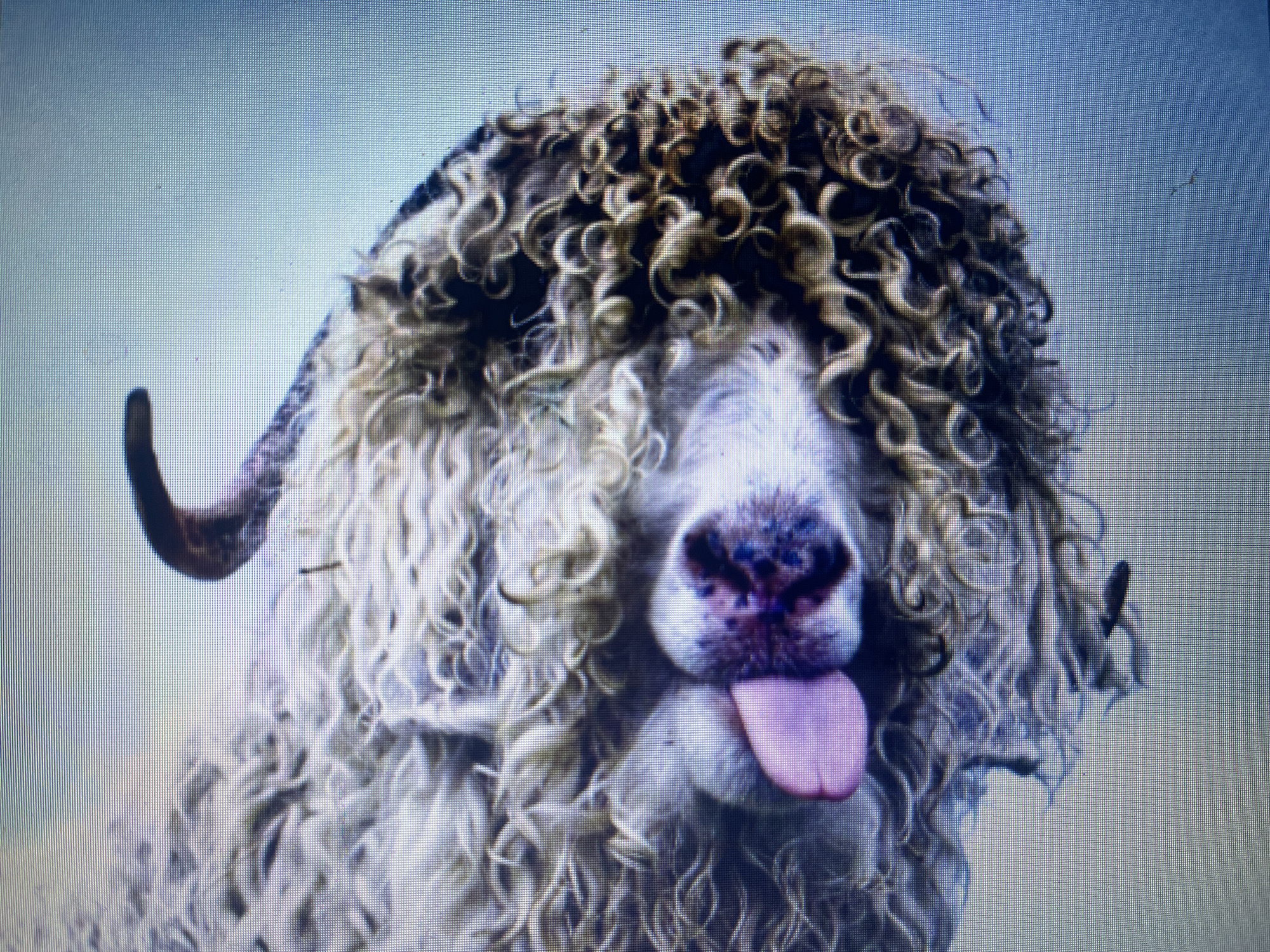 The image is a close-up shot of a goat's face. The goat has a long, curly, light-colored fleece that covers most of its head, obscuring its eyes. Its nose is dark purple and appears speckled. The goat's pink tongue is sticking out to the right. One horn is visible on the left side of its head, curving upwards and backwards. The background is a solid, light blue. There is no indication of the city of Stary Oskol, Russia, or any urban environment in the image.