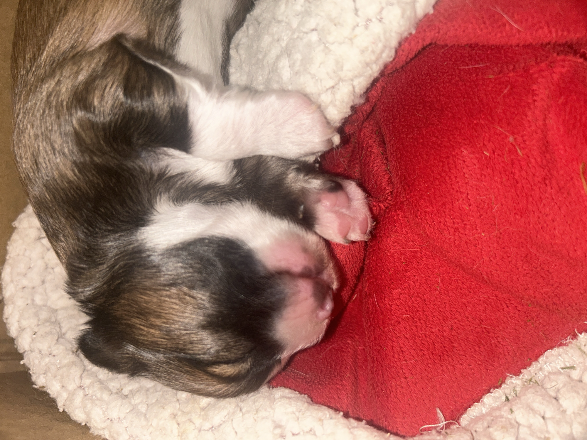 A puppy is curled up asleep in a white, fluffy bed next to a red blanket. The puppy has brown and white fur. The puppy is likely located indoors. The city of Sennik, Bulgaria, is not directly discernible in the image.