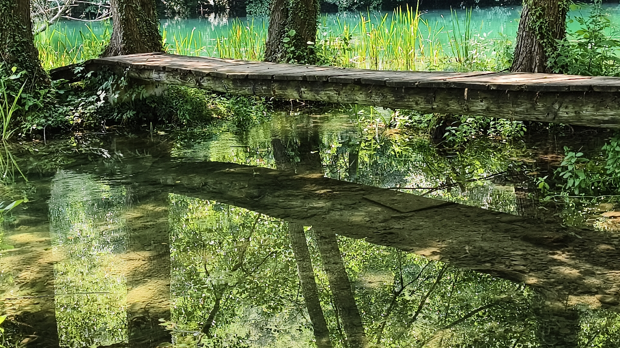 A wooden walkway spans a clear, shallow river in Vrbica, Bosnia and Herzegovina, surrounded by lush green vegetation. The walkway is constructed from rough-hewn wooden planks, supported by what appears to be natural riverbank material or submerged rocks. The river's surface is calm, reflecting the walkway, the surrounding trees, and the vibrant green foliage that lines the banks. Tall reeds and other water plants grow in the background, creating a dense, natural barrier behind the walkway. The water is so clear that the riverbed, with its light-colored stones and sand, is visible beneath the surface. The scene evokes a sense of natural tranquility and a harmonious integration of man-made structure with the environment.