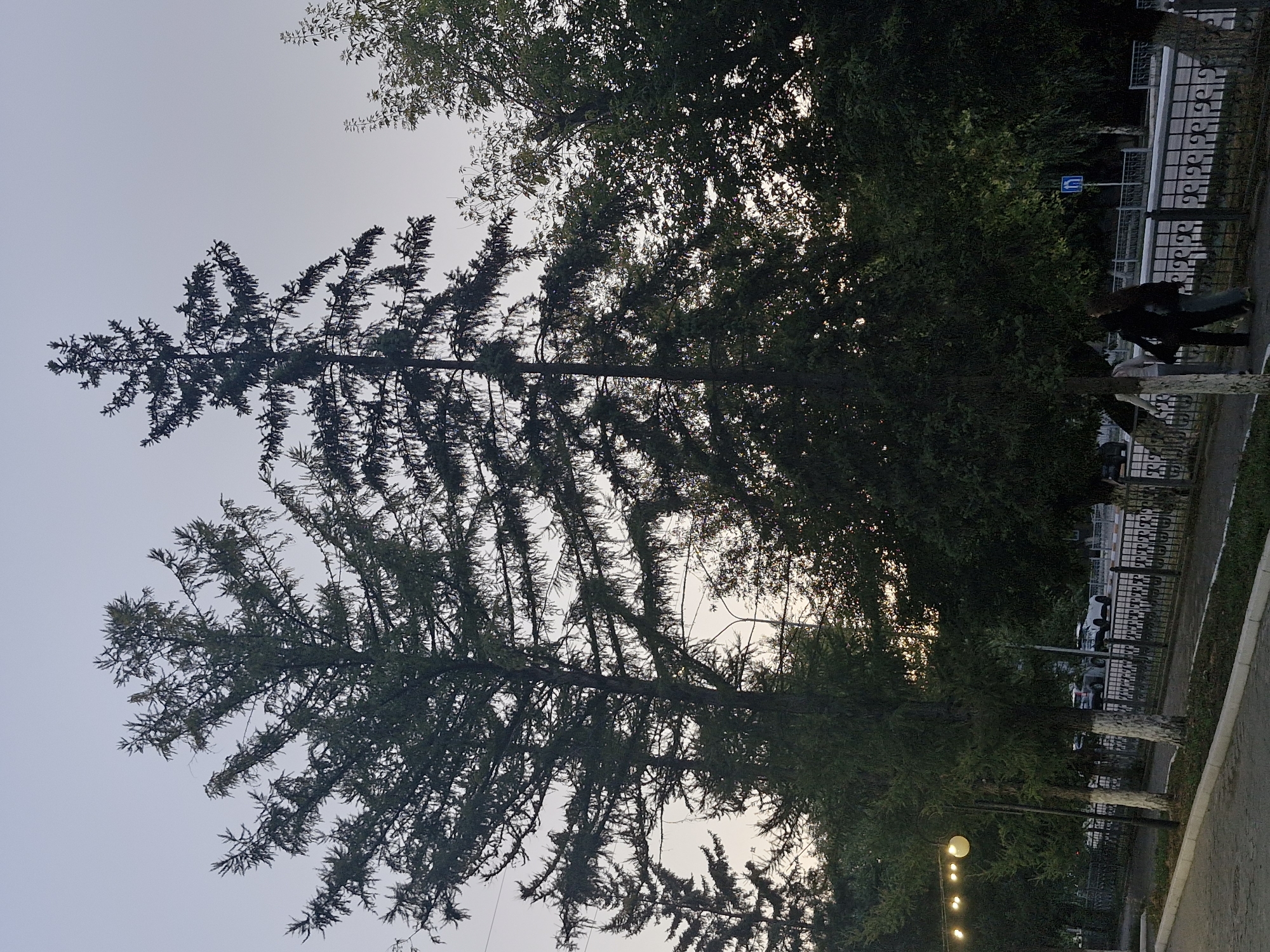 The image depicts a street scene in Kokshetau, Kazakhstan, at dusk. Tall evergreen trees dominate the foreground, their branches silhouetted against a pale, hazy sky. A few streetlights with warm yellow bulbs are visible on the left side of the image, casting a soft glow. Beyond the trees, a street with a black metal fence runs horizontally. Several cars are parked on the side of the street, including a white SUV and a white sedan. Two individuals are walking along the sidewalk next to the fence, their backs to the camera. A blue traffic sign with a white arrow is posted near the sidewalk. The overall impression is one of a quiet, urban evening.