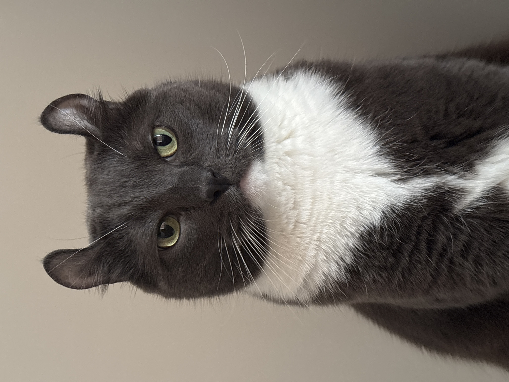 The image shows a gray and white cat with green eyes. The cat is positioned upside down in the frame. The background is a plain, light beige color. There is no indication of the location being Vladivostok, Russia.