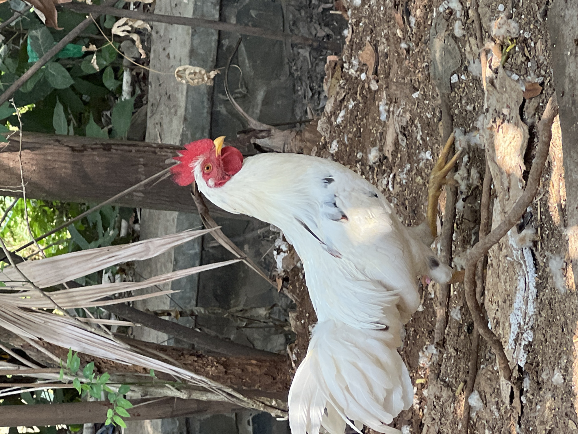 A white rooster stands on dry, brown soil littered with leaves, twigs, and white debris, possibly bird droppings or feathers. The rooster is facing right, with its head turned slightly towards the viewer. It has a bright red comb and wattles, a yellow beak, and red eyes. Its feathers are predominantly white, with some dark speckles on its flank. The background consists of trees, foliage, and a stone wall. The scene appears to be outdoors in a natural or semi-natural environment. The location is identified as Klapanunggal, Indonesia, though the specific context within the city is not discernible from the image.