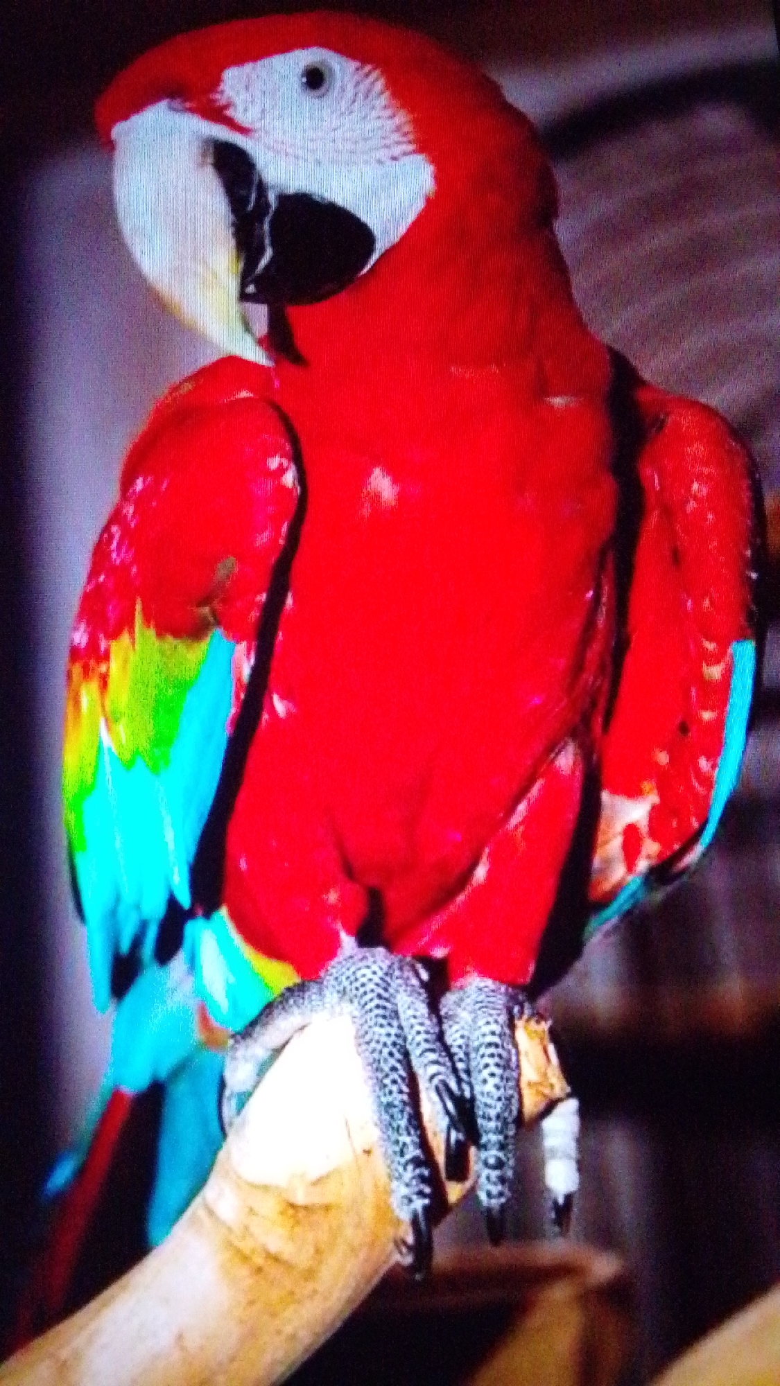 A scarlet macaw is perched on a wooden branch. The bird is mostly red with blue and yellow wing feathers. Its talons are visible grasping the branch. The background is dark and out of focus.