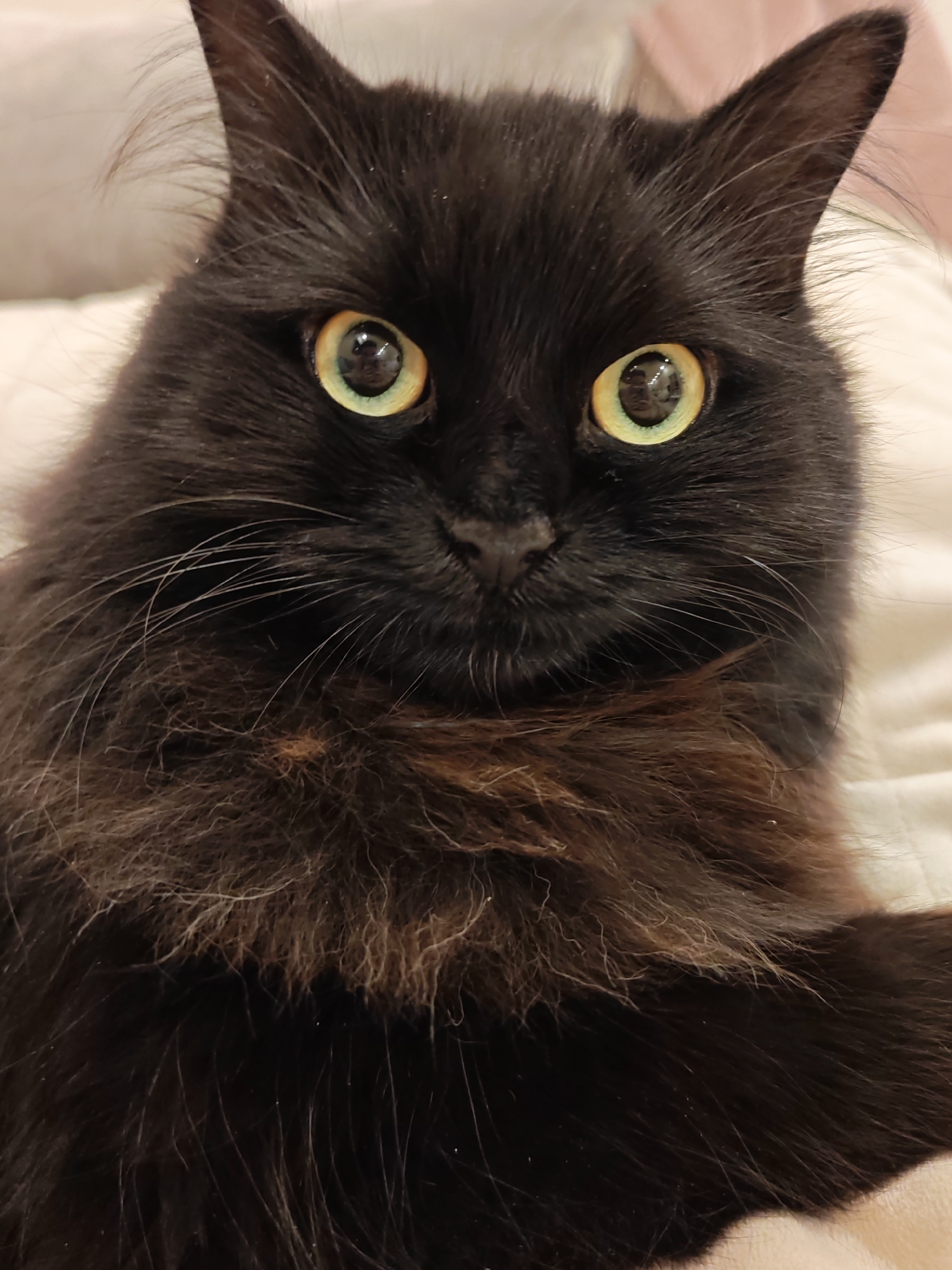 The image is a close-up, eye-level, vertical shot of a black cat's face. The cat has long, dark fur with hints of brown, particularly around its chest and neck. Its eyes are large and round, with a striking yellow-green iris. The pupils are dilated, suggesting the photo was taken in low light conditions. The cat's nose is dark and appears moist. Long, white whiskers fan out from its muzzle. The background is softly blurred and appears to be a light-colored, textured surface, possibly a bed or sofa. There are no discernible elements in the image that would indicate a specific location in Bataysk, Russia, or any other city. The subject is the cat itself, and the action is the cat looking directly at the camera.