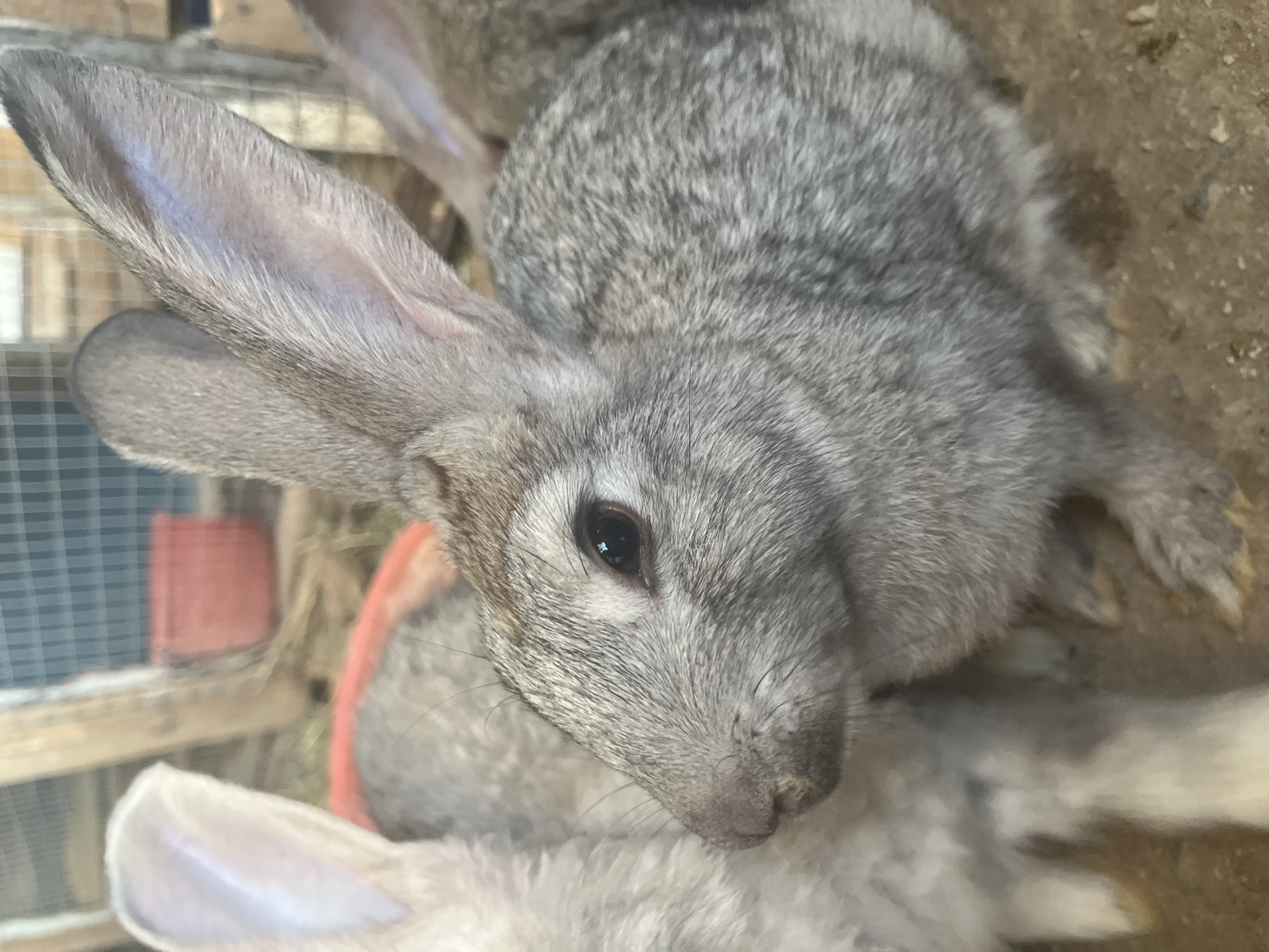 A close-up shot features the face and ears of a grey rabbit. The rabbit's left eye is open and dark, while its nose is wrinkled. Another rabbit, lighter in color, is partially visible to the left of the main subject. The background includes wooden structures, a wire mesh fence, and a red plastic container. The ground appears to be dirt and straw. The image does not provide information about its location in Zarafshan, Uzbekistan.