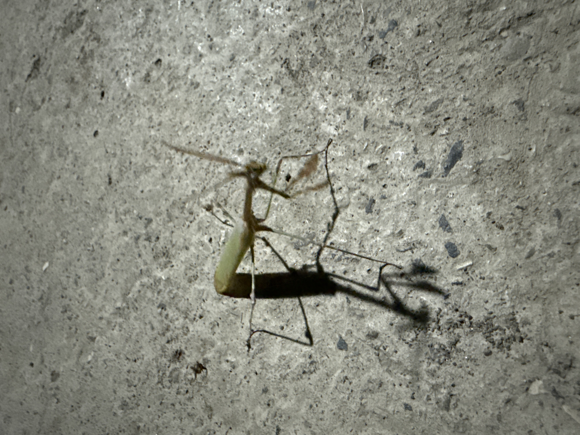 A praying mantis is positioned on a textured, grey concrete surface. The insect is light green and appears to be in motion, with its forelegs raised. Its shadow is cast to its left, elongated and distorted by the lighting. The background is predominantly the concrete, with some small dark specks and lighter grey variations in texture. There is no indication of the city of Serebryakovka, Russia, within the visual elements of the image.