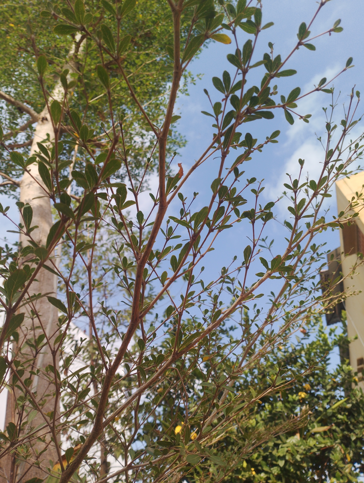 A medium shot captures a leafy tree branches against a bright blue sky with scattered clouds, suggesting an outdoor setting in a city. The focus is on the delicate green leaves and thin brown branches of the foreground tree, interspersed with glimpses of a larger, lighter-barked tree trunk on the left and a portion of a building on the right. The scene appears to be devoid of any human presence, and no specific actions or interactions are depicted. The image conveys a naturalistic view, with the foliage dominating the frame.