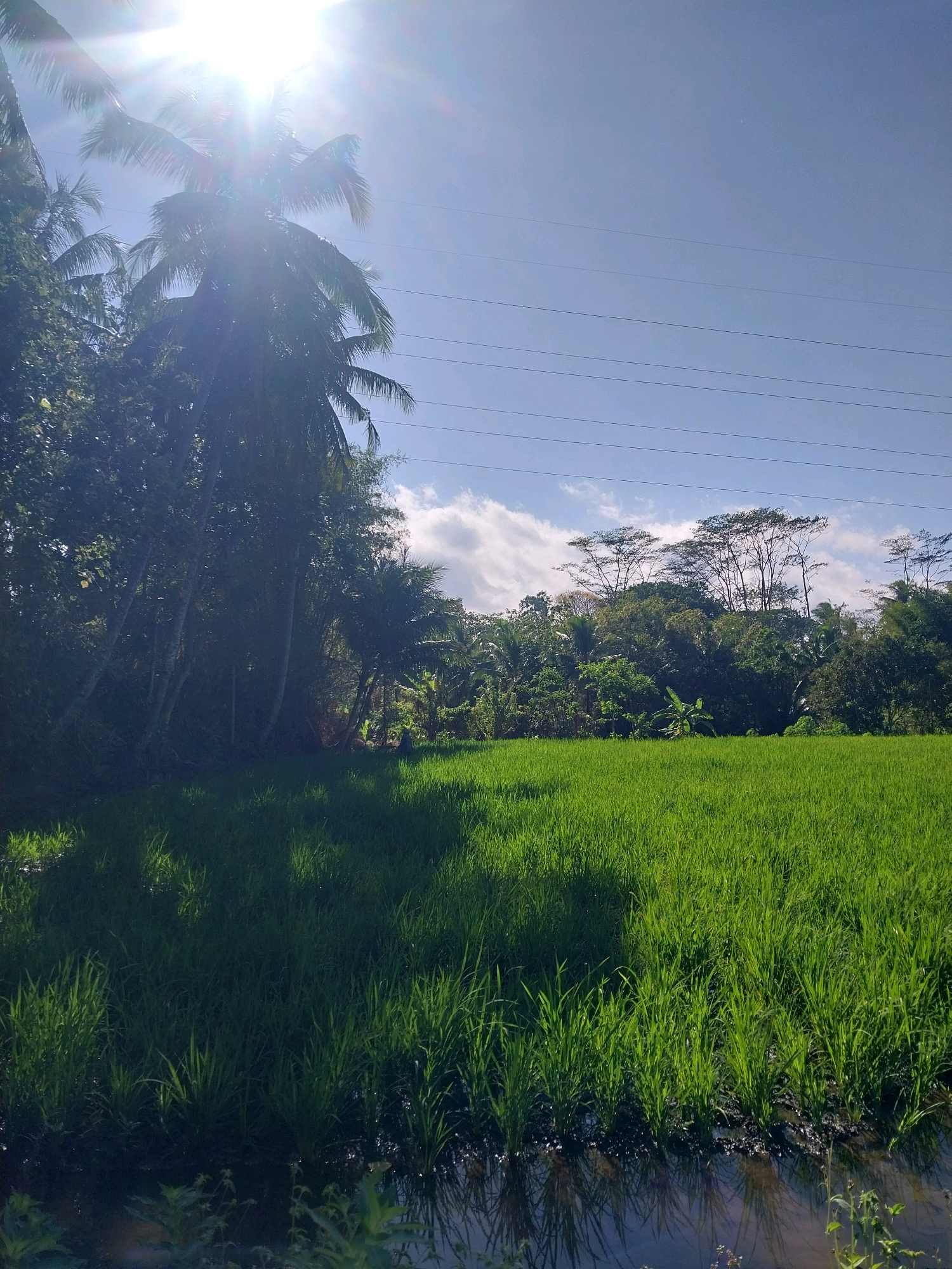 The image depicts a sun-drenched, lush green rice paddy field, likely in the city of Payaman, Indonesia. The bright sun, positioned high in the sky and slightly to the left, casts strong highlights and shadows across the scene. Tall palm trees, their fronds silhouetted against the glare, line the left edge of the frame, with dense tropical foliage forming a dark backdrop. In the mid-ground, a lone figure, partially obscured by vegetation, appears to be working in the field. Beyond the rice paddy, a line of diverse trees forms a natural border, with the sky above a clear blue punctuated by scattered white clouds. Several power lines are visible in the upper portion of the image, stretching horizontally across the sky. The foreground shows the edge of the paddy, where the vibrant green stalks of rice meet the dark, water-filled soil, with reflections visible in the water.