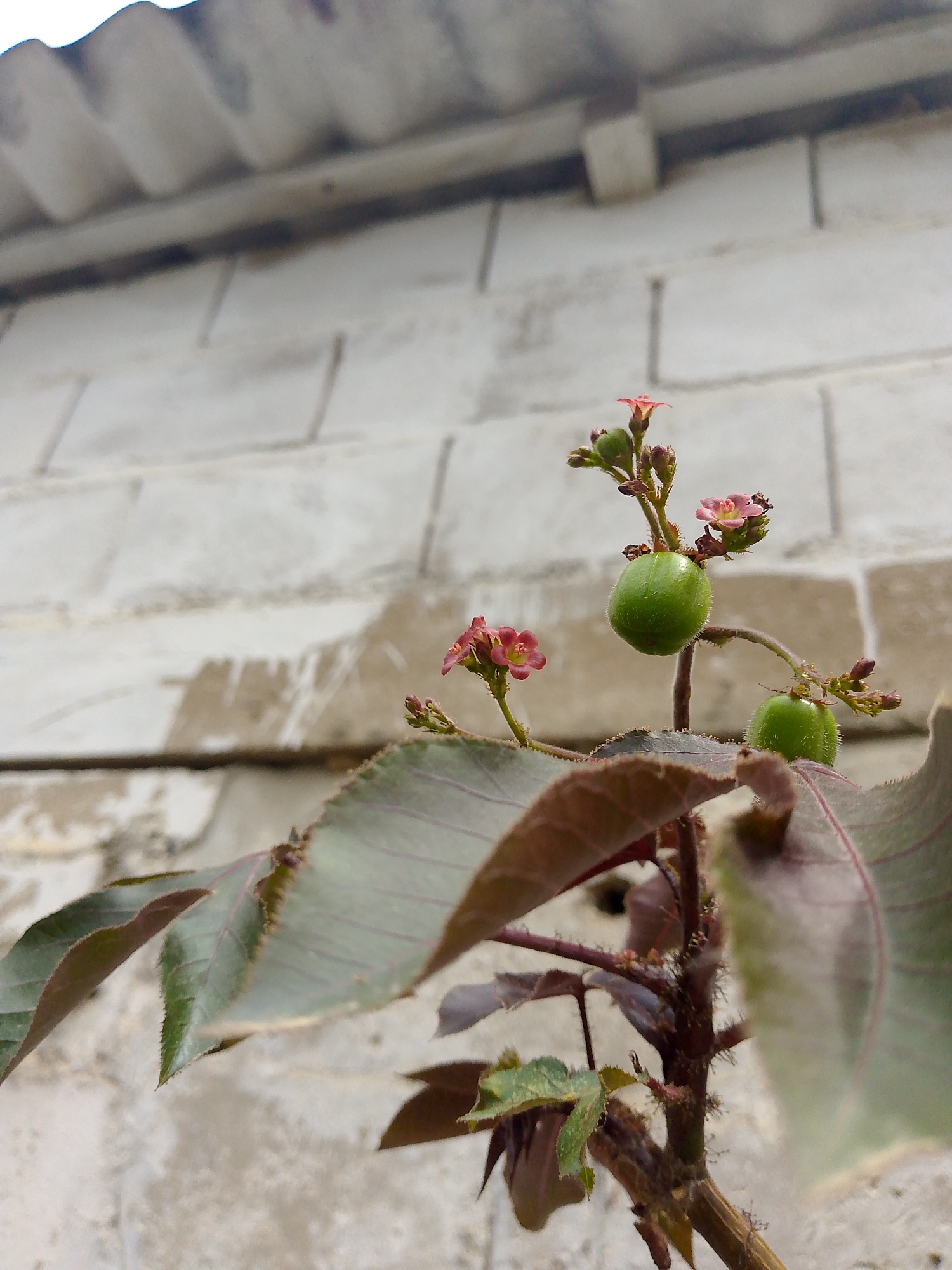 A close-up shot depicts a plant with green fruits and pink flowers, positioned in front of a light-colored, textured brick wall. A corrugated roof edge is visible at the top of the frame. The plant's leaves are a mix of green and reddish-brown, with a veined texture. The fruits are round and green. The image was taken in Juan Griego, Venezuela.