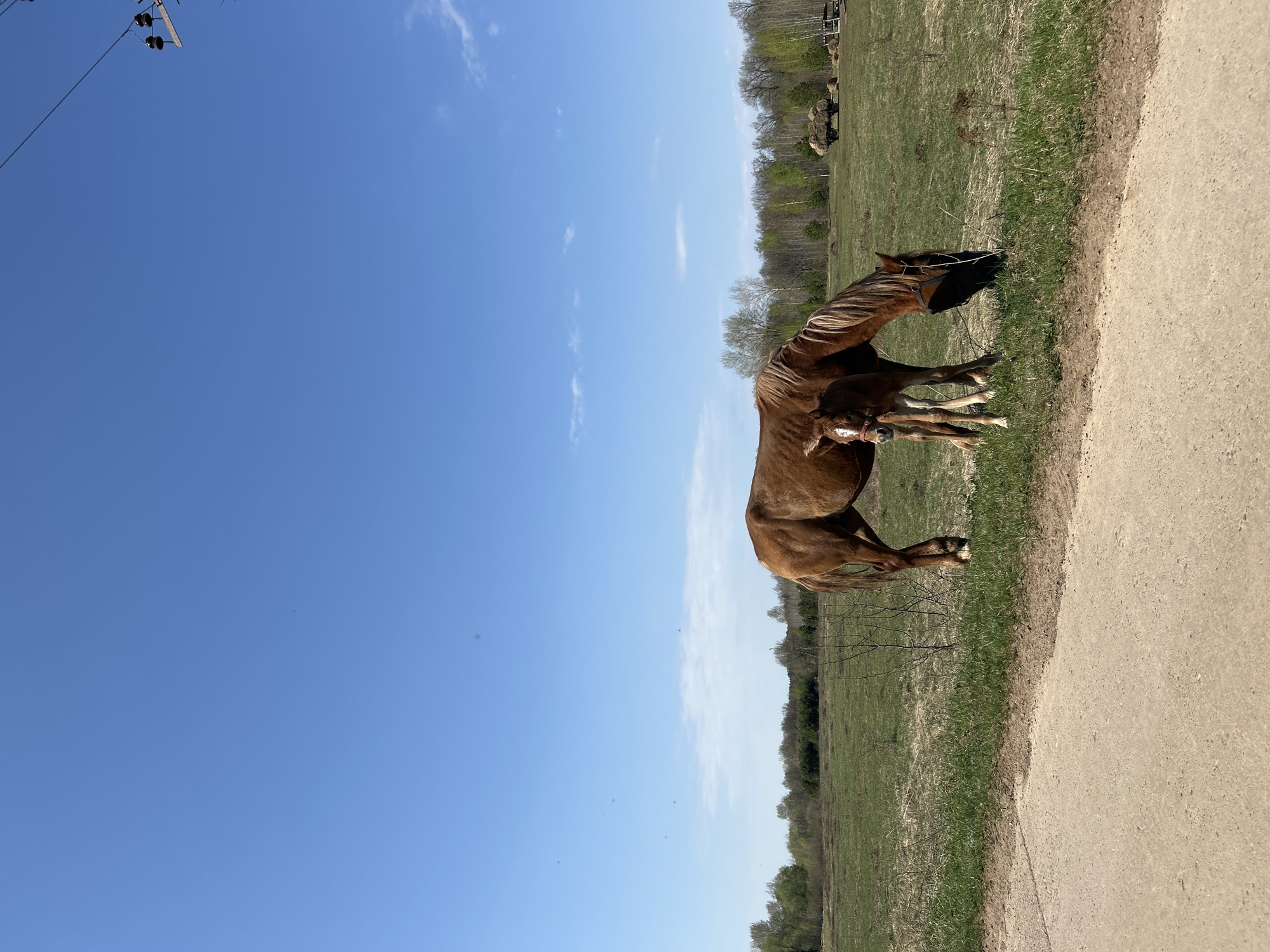 The image shows a brown mare and foal in a grassy field beside a paved road. The mare is wearing a black fly mask. Trees line the horizon in the background. The sky is blue with sparse clouds. The location is not specified in the image content, thus cannot be determined within the city of Noviy, Russia, or otherwise.
