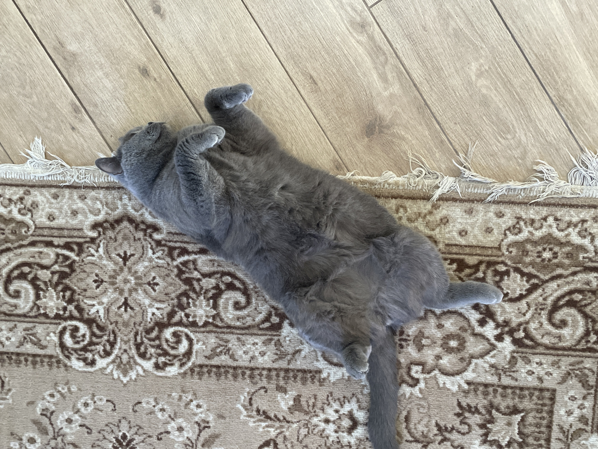 A gray cat is lying on its back on a patterned rug. The rug has a light brown background with darker brown floral and swirl patterns. The rug is partially on a light brown wood floor with visible planks. The cat's paws are curled up, and its tail extends along the rug. The location, Ahronomichne, Ukraine, is not discernible from the image.