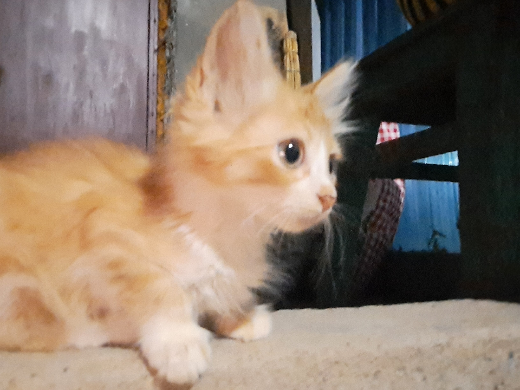 A young orange tabby kitten with large ears and expressive eyes is lying on a light-colored surface, possibly concrete or a stone ledge. The kitten is looking to the right of the frame. In the background, there is a partially visible wooden structure with some visible texture and discoloration on its side. Further in the background, there is a dark, possibly metal, structure with a checkered cloth and a blue surface visible through openings. The scene is dimly lit, creating a slightly shadowed atmosphere. The overall impression is of a domestic setting, potentially outdoors, in Vypasne, Ukraine.