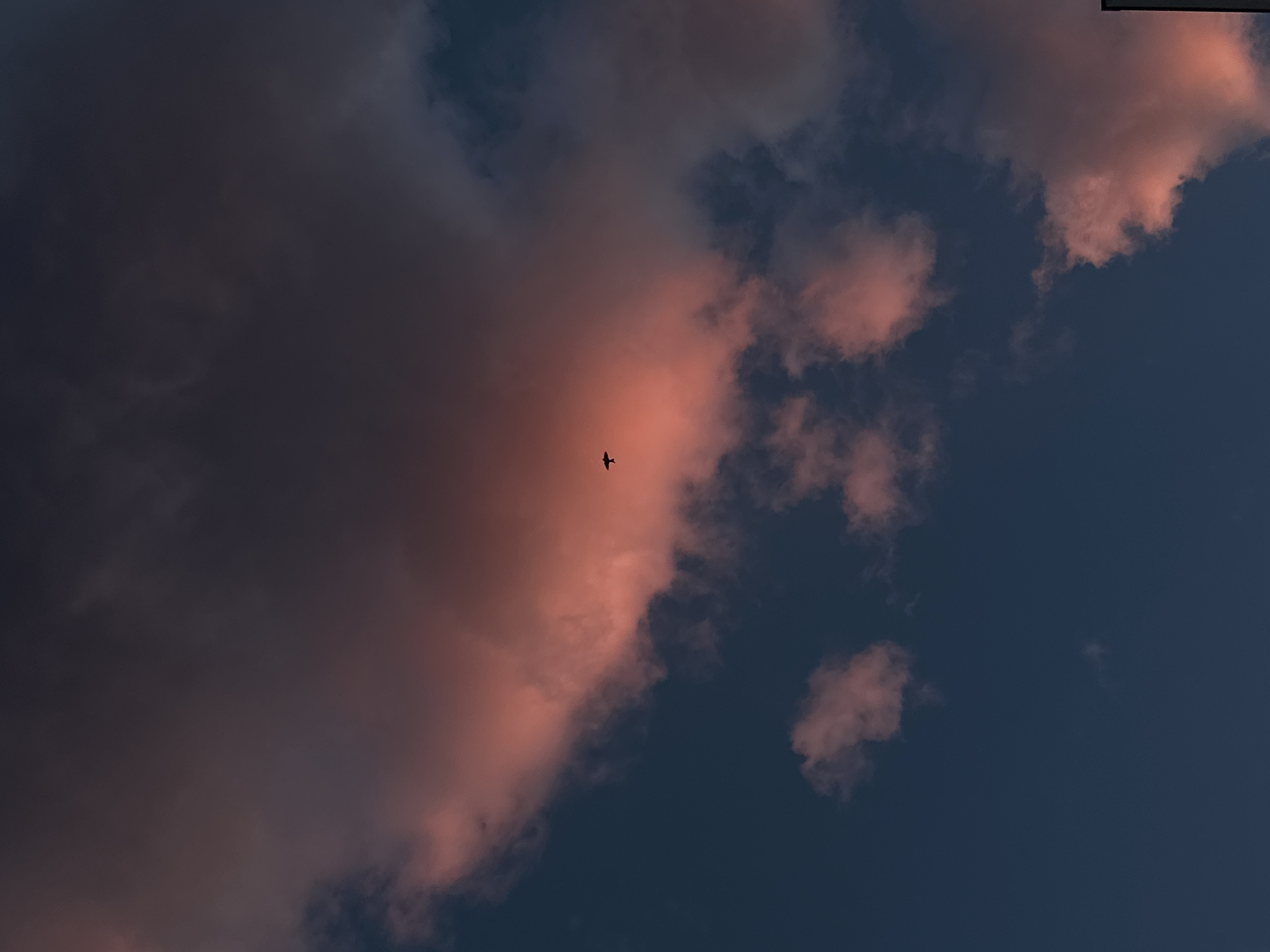 The image captures a twilight sky over Budva, Montenegro. Predominantly, the frame is filled with cumulonimbus clouds tinged with a rose-red hue from the setting sun. A silhouette of a single bird is visible in the center of the frame, flying against the colored cloud. The sky transitions from a deep indigo blue at the bottom right to darker, stormy shades at the top left. The location is likely near the coast due to the open expanse of the sky, suggestive of the coastal urban landscape of Budva. No people are visible.