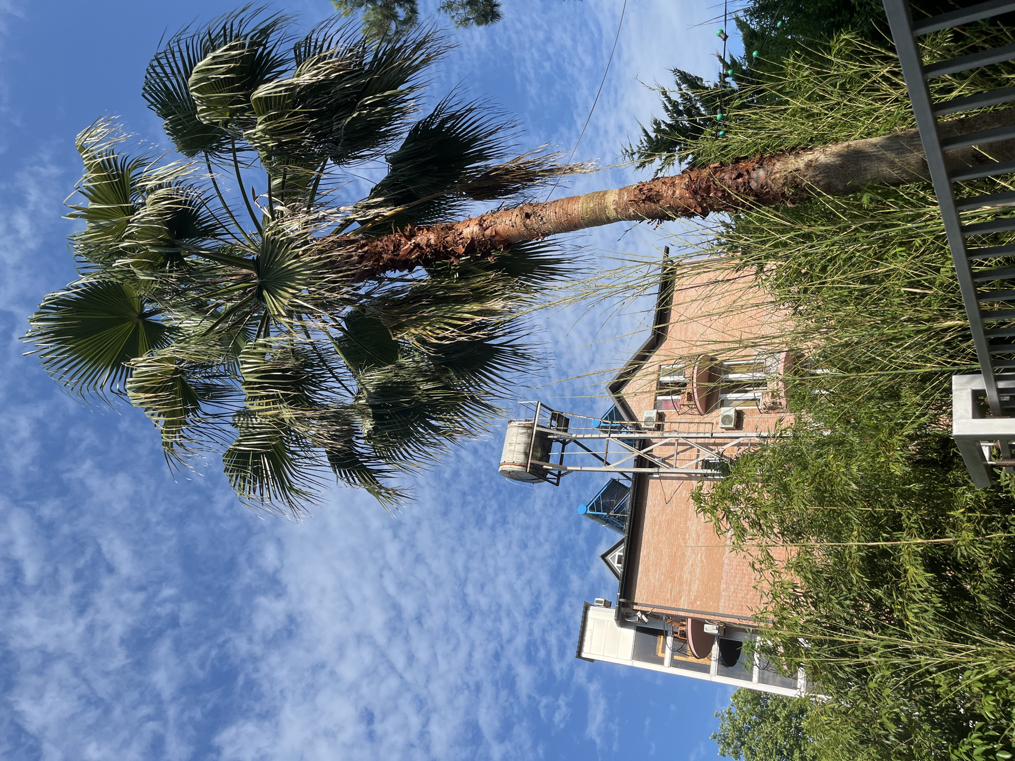 The media file shows an outdoor scene under a bright blue sky with scattered white clouds. A large palm tree dominates the foreground, with its fronds swaying. Behind the palm tree, a brick building is visible, with several windows and air conditioning units on its facade. A water tank on a metal structure is also attached to the building. Green bamboo or similar tall grasses are growing in front of the building. A metal fence is visible on the right side of the image. The image appears to be taken during the daytime, with the sun casting shadows, suggesting it is a sunny day. The overall impression is one of a warm, possibly tropical or subtropical, climate. No people are visible in the image, and no text is present. The location is Ureki, Georgia.
