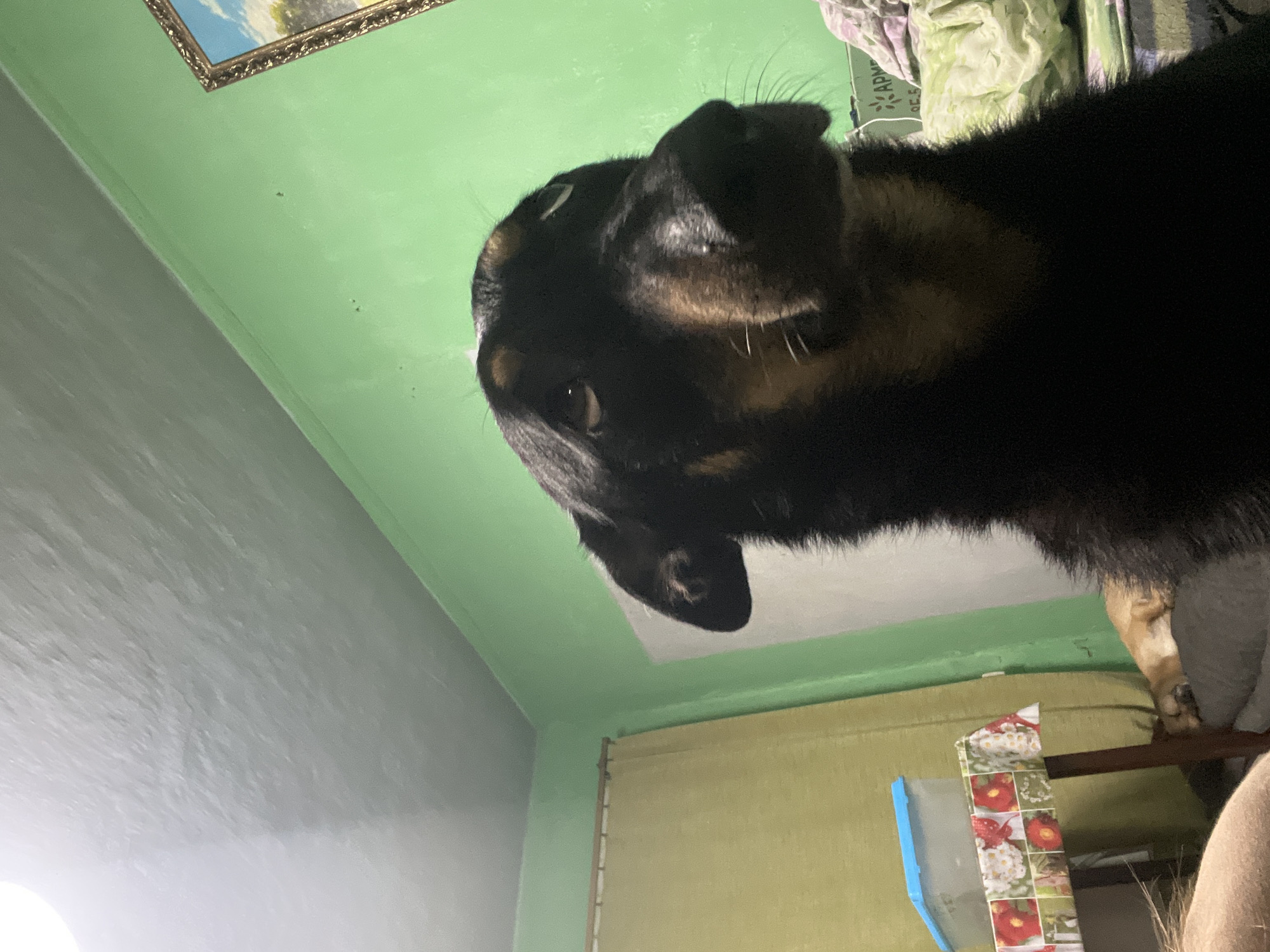 A close-up, eye-level shot captures a black and tan dog with floppy ears in the foreground, its head tilted upwards and slightly to the right. The dog's fur is visible around its face and neck, with lighter tan markings on its muzzle and above its eyes. The background features a bright green wall, a section of a white wall, and a yellow curtain behind a small table covered with a floral-patterned cloth. A blue-lidded container sits on the table. To the right, a framed picture with a landscape scene hangs on the wall, and a bed with green and white patterned bedding is visible. The ceiling is textured and appears to be white or light gray, with some visible imperfections. The lighting suggests an indoor environment, possibly a residential setting. There is no information in the image to indicate the specific location within the city of Nizhny Tagil, Russia.