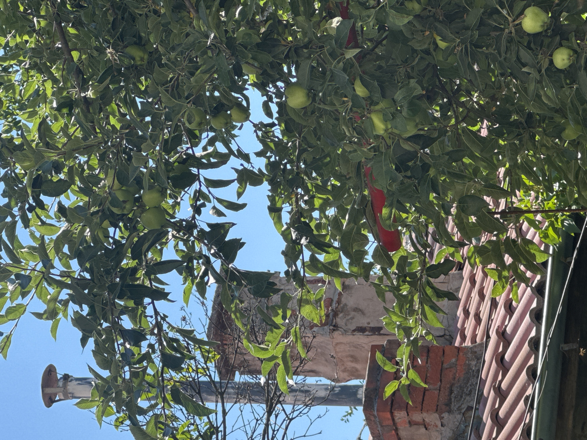 An outdoor, eye-level shot captures a dense green apple tree in full bloom, with ripe green apples hanging from its branches. The tree occupies the majority of the frame, its foliage obscuring much of the background. Behind the tree, a chimney and a portion of a tiled roof are visible against a clear blue sky. The chimney appears old and weathered, made of brick and plaster, with a metal pipe extending from its top. The roof tiles are reddish-brown and have a curved profile. The scene is bathed in bright sunlight, casting shadows and highlighting the vibrant green of the leaves and apples. The location is identified as Novi Iskar, Bulgaria.