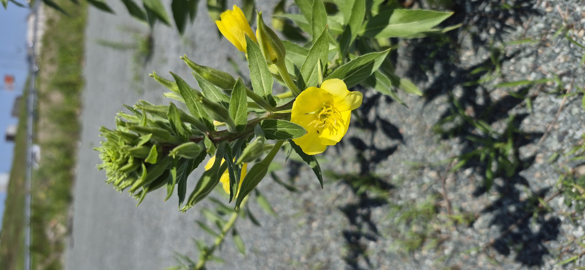 This image shows a close-up of a yellow flower with green leaves and buds. The flower is on a stem and appears to be in a natural setting. The background is blurred and shows gravel, some sparse green vegetation, and what appears to be a road or path. There are shadows on the ground cast by the plant. The overall impression is of a wild or roadside plant. There is no discernible information within the image to suggest a specific location in Vladivostok, Russia.