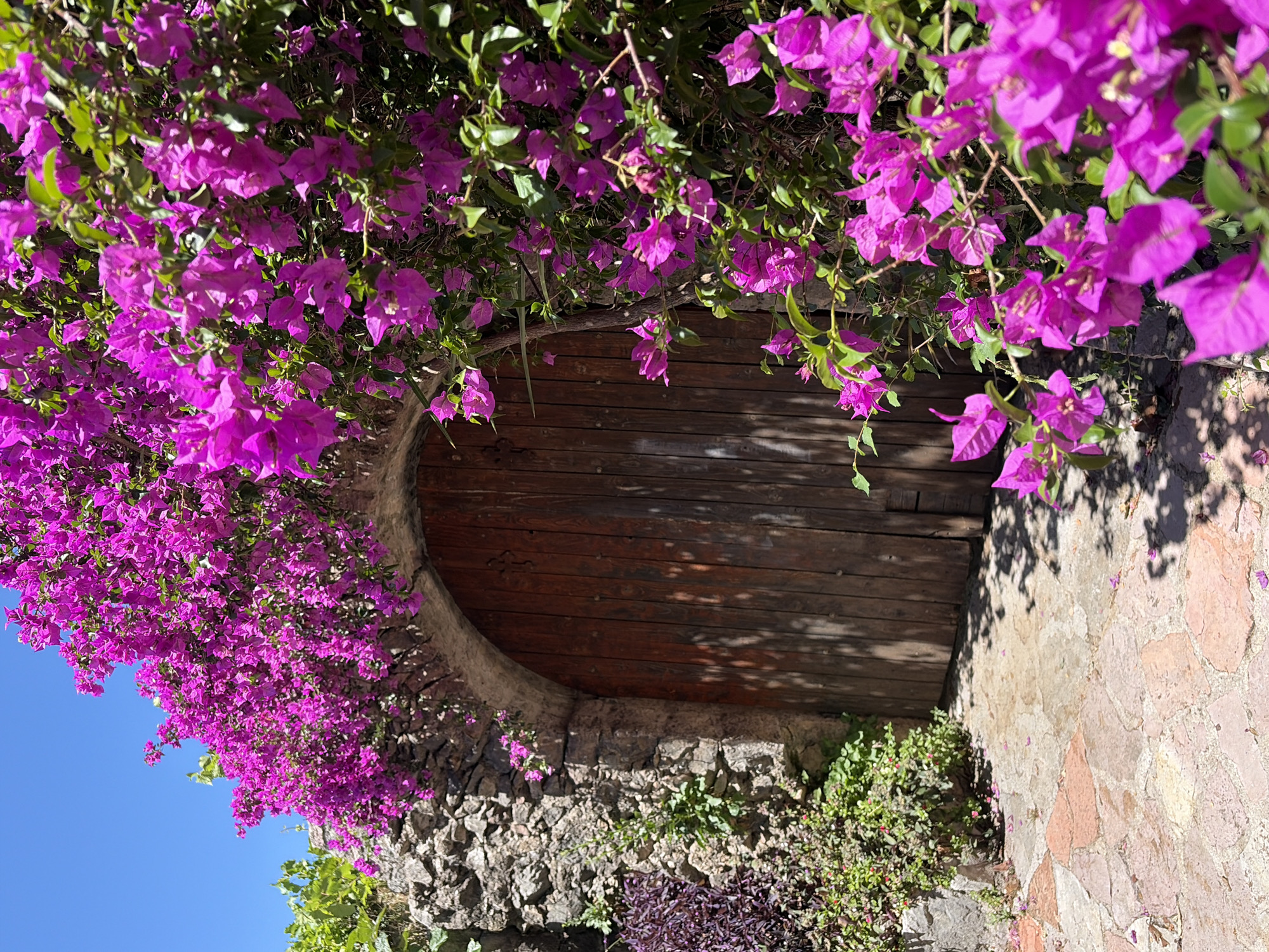 The image captures an arched wooden door set within a rustic stone wall, overgrown with vibrant magenta bougainvillea. The door is made of vertical wooden planks and has a dark, weathered appearance. The stone wall is rough and irregular, with moss and small plants growing in its crevices. The bougainvillea cascades dramatically over the top of the archway and spills down the sides, its bright pink bracts contrasting sharply with the muted tones of the stone and wood. Green leaves are interspersed among the flowers.
The ground in front of the door is paved with irregular, flat stones in shades of pink and beige, suggesting a pathway or courtyard. Sunlight casts dappled shadows on the paving stones and the door, indicating a bright, sunny day. The sky above is a clear, vivid blue. To the left of the door, there are some deep purple plants with smaller green leaves, and further to the left, some green vines grow along the stone wall.
This scene is characteristic of the charming, historical architecture found in **Budva, Montenegro**, a coastal town known for its ancient Old Town, narrow cobblestone streets, and abundance of flowering vines that adorn its stone buildings and archways. The combination of the stone, the wooden door, and the bougainvillea is a common and picturesque sight in the Mediterranean climate of the region. There are no people or animals visible in the image.
