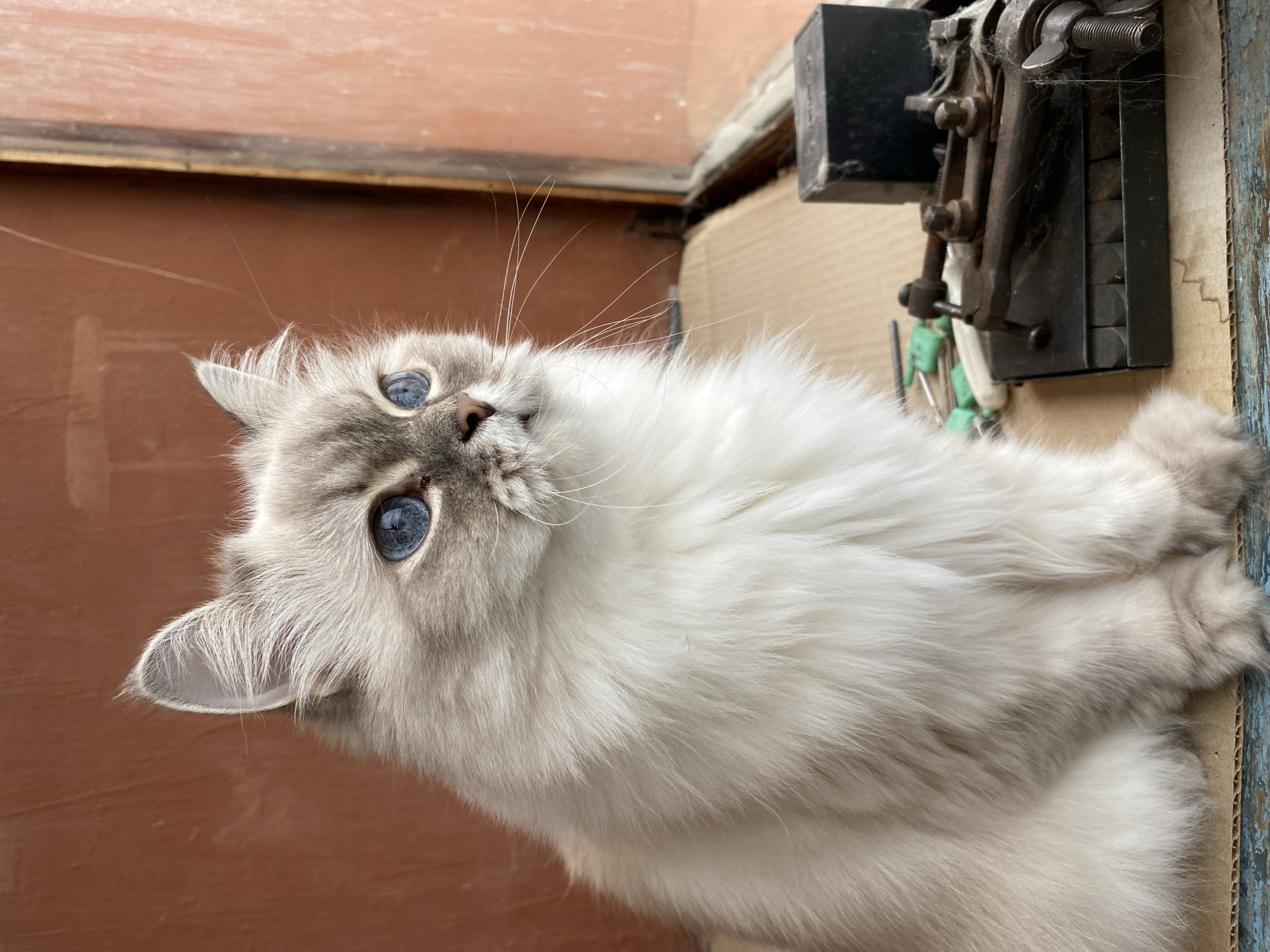 A fluffy, light-colored cat with striking blue eyes is sitting on a surface that appears to be cardboard. The cat is facing to the right, with its head tilted slightly upward. Its fur is thick and appears soft, with some subtle gray markings on its face and ears. In the background, there is a reddish-brown wall and a wooden frame, suggesting an indoor or semi-outdoor setting, possibly a window or doorway. To the right of the cat, there are some old, rusty tools and a black box, also resting on the cardboard surface. The lighting suggests it is daytime, with natural light illuminating the scene. The overall impression is one of quiet observation, with the cat appearing to be looking at something out of frame. The image does not contain any recognizable landmarks or details that would specifically place it in Chaikovsky, Russia.