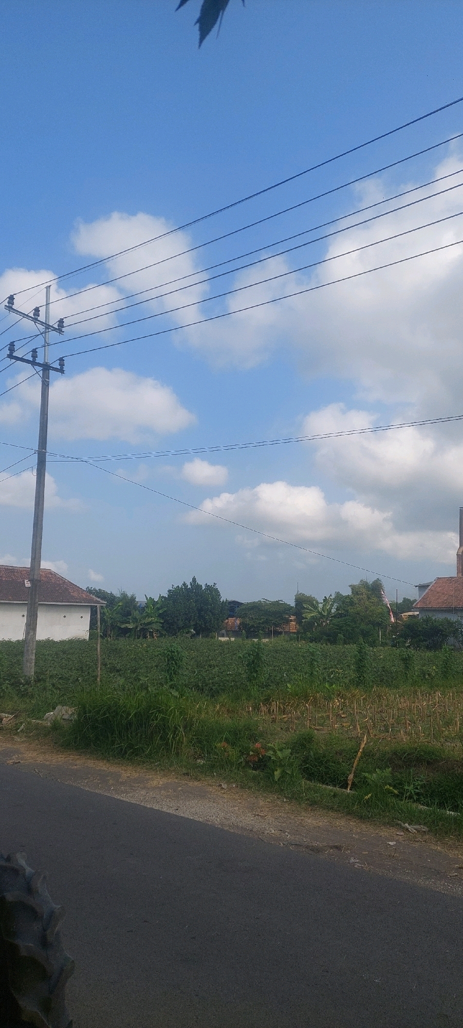 A rural scene in Sumbersuko, Indonesia features a paved road in the foreground with a portion of a tractor tire visible on the left. Beyond the road lies a field of crops, predominantly green foliage with some areas of dried stalks. A white building with a red-tiled roof is situated to the left of the field, and further in the distance, a cluster of trees and some structures, possibly homes or other buildings, can be seen. Overhead, a clear blue sky is dotted with white, fluffy clouds, and multiple power lines stretch across the frame, supported by a wooden utility pole on the left. The overall impression is one of a typical agricultural landscape under a bright sky.