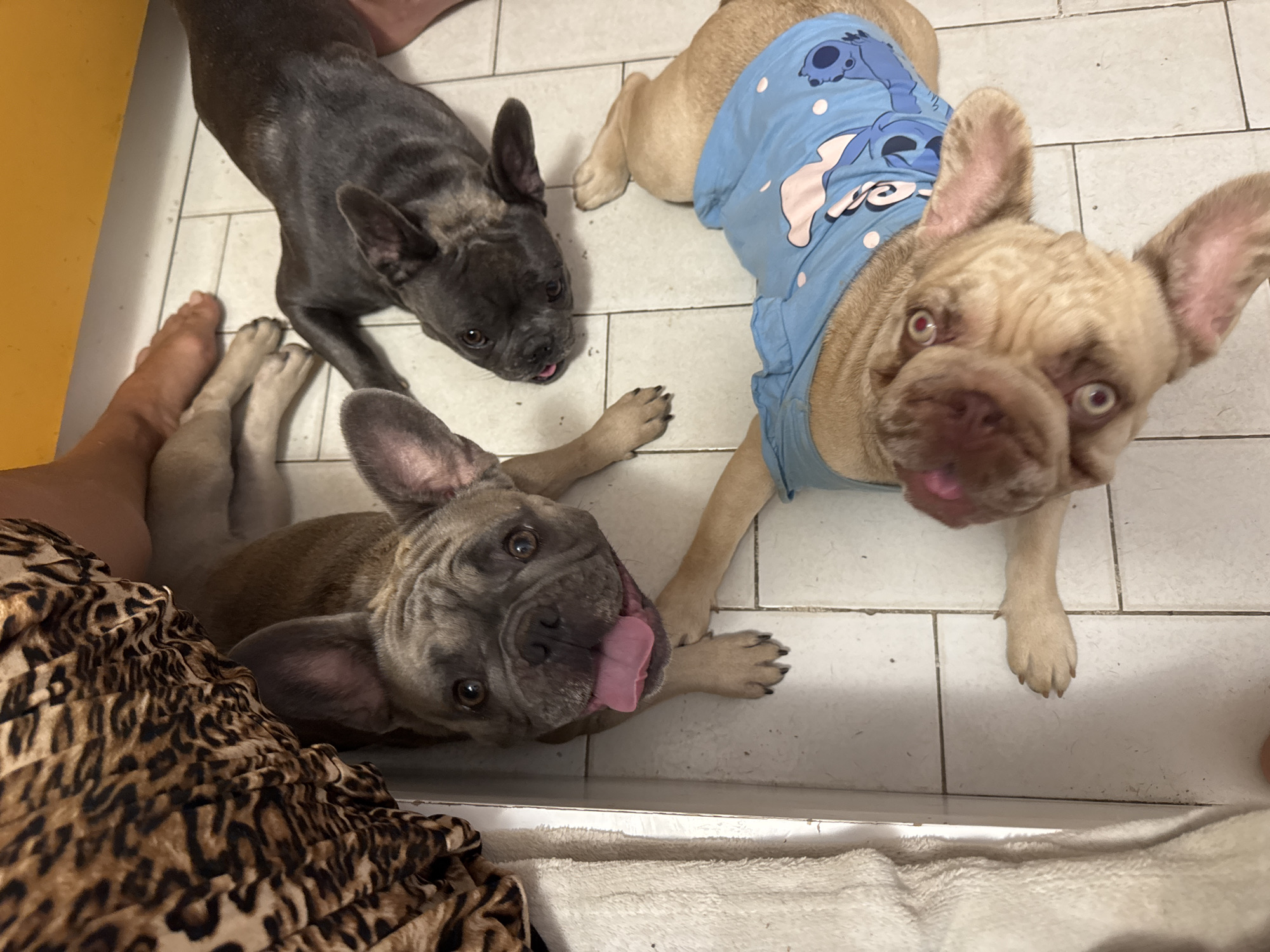 Three French Bulldogs are lying on a tiled floor. One is tan and wearing a blue shirt with a Stitch pattern. Another is a darker color and is sticking its tongue out. The third is a fawn color and is looking up at the camera. There is a person's leg and foot visible at the top left of the image, next to a blanket with a leopard print. The scene is indoors, possibly in a home or a pet-friendly establishment. No specific location in San Benedetto del Tronto, Italy can be determined from the image.