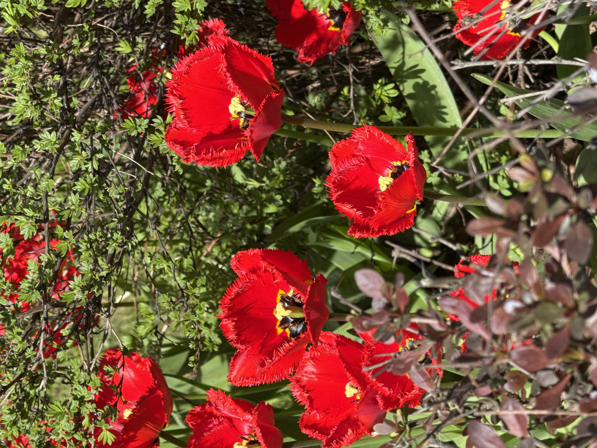 The image shows a cluster of bright red fringed tulips in a garden setting. The flowers are in various stages of bloom, with some fully open, revealing their dark centers and yellow stamens. Surrounding the tulips are green foliage and thin, dark branches. The composition is slightly cluttered, giving a sense of a natural, unmanicured garden. The location in Vsevolozhsk, Russia is not discernible from the image. There are no people, specific actions, or interactions captured in the frame.