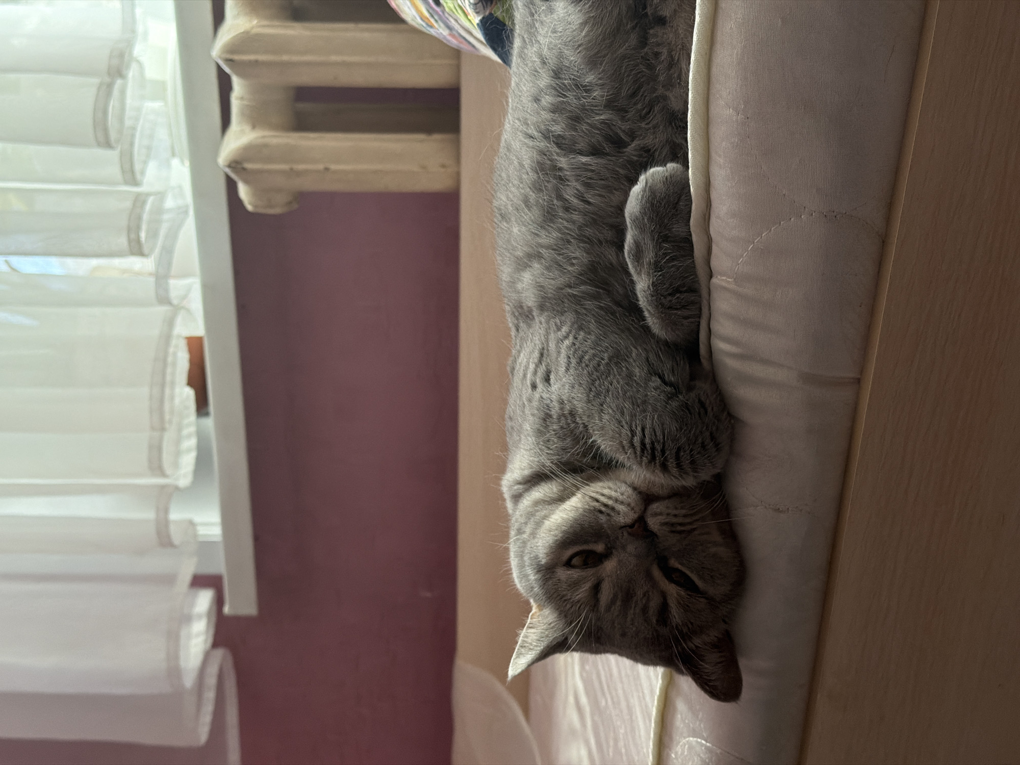 A grey cat is lounging upside down on a light-colored cushion. The cat's head and upper body are visible, with one paw curled towards its face. In the background are a window with white blinds, a radiator, and a pink wall. The location is Perm, Russia.