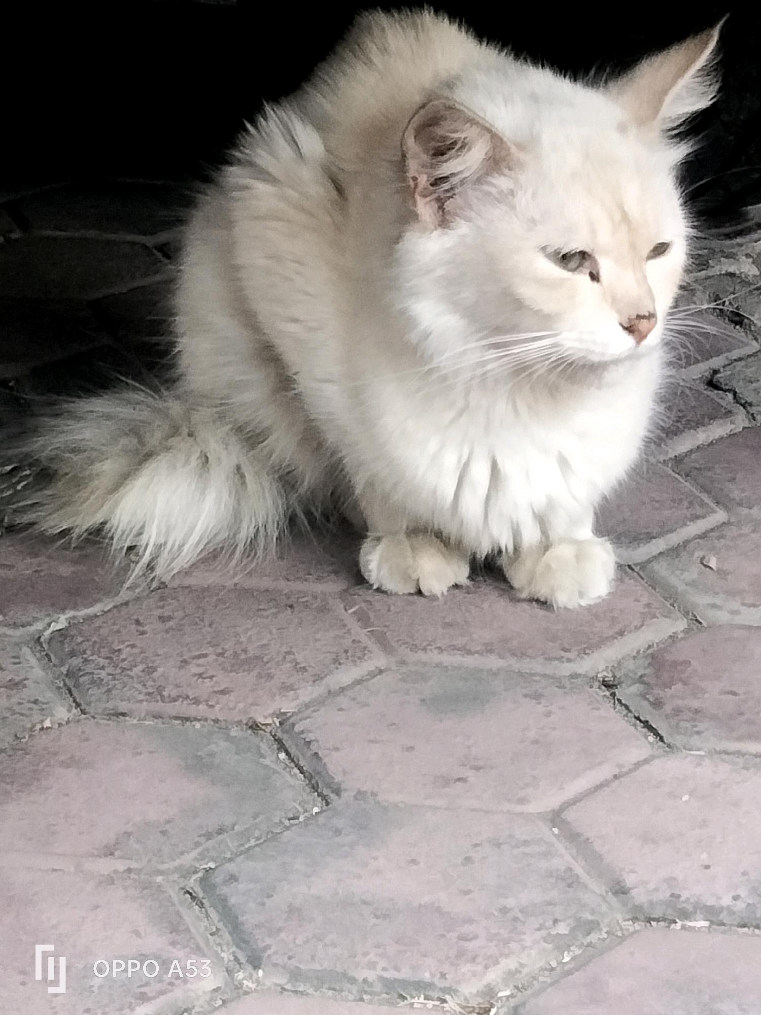 An adult, fluffy, white cat with light blue eyes is sitting on a paved surface in Ngulanwetan, Indonesia. The cat is facing to the right, with its head slightly lowered, and its paws tucked neatly beneath its body. The paved surface appears to be made of interlocking hexagonal stones, a common material for outdoor walkways or patios in some Indonesian cities. The background is dark and out of focus, suggesting the cat may be sitting under an overhang or in a shaded area. The lighting is soft, highlighting the cat's fur and the texture of the paving stones. The overall scene conveys a sense of quiet observation, with the cat appearing calm and observant in its environment.