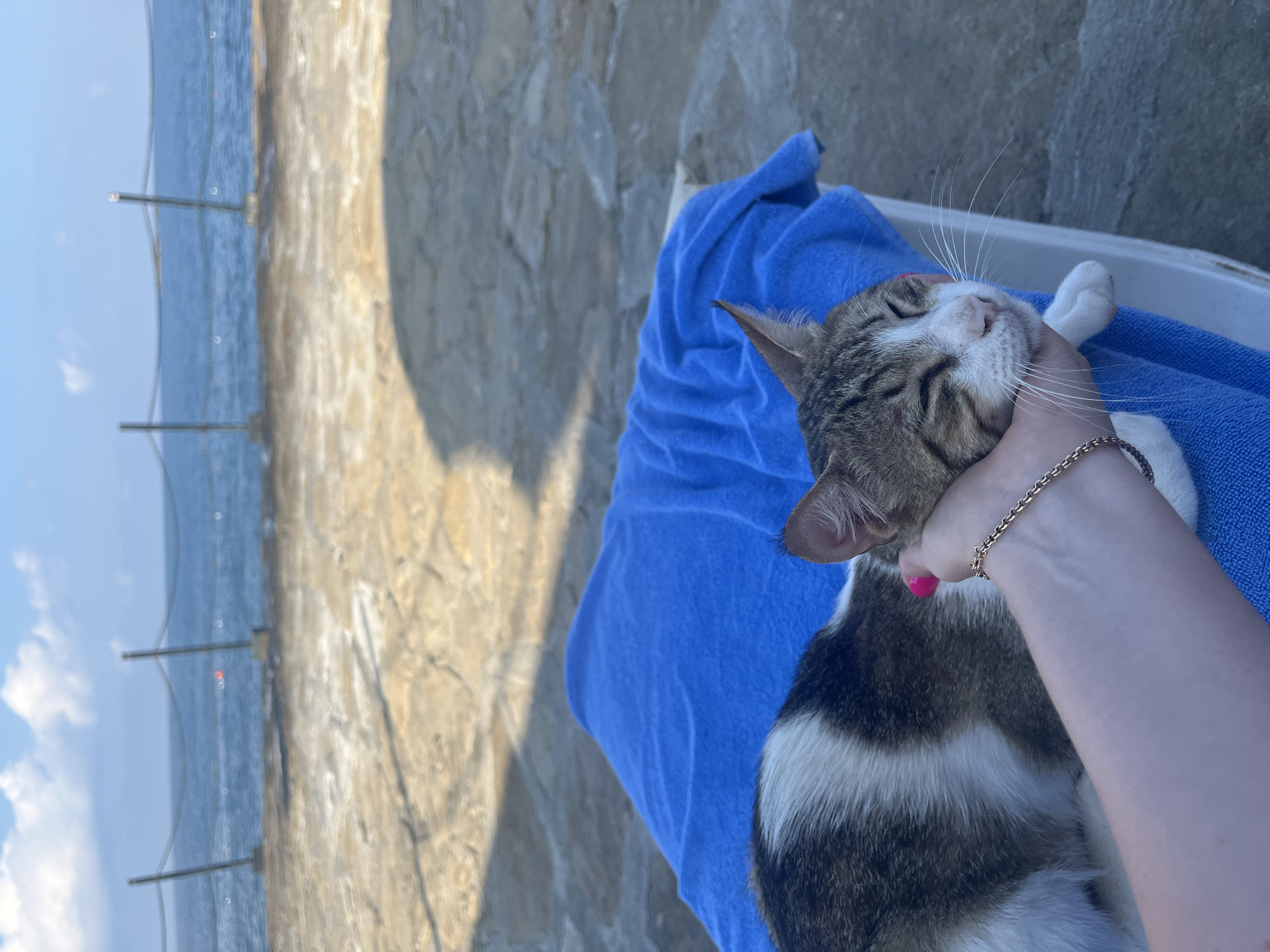 A close-up shot shows a person's hand gently cupping the head of a tabby and white cat. The cat's eyes are closed, and it appears to be resting comfortably on a folded blue towel. A thin, gold chain bracelet is visible on the person's wrist. The background features a stone pathway leading to the sea, with a blue sky dotted with clouds overhead. This scene is likely on a terrace or by a pool area, possibly at a hotel or resort in Alanya, Turkey, given the context. The overall atmosphere is one of relaxation and affection between the person and the cat.