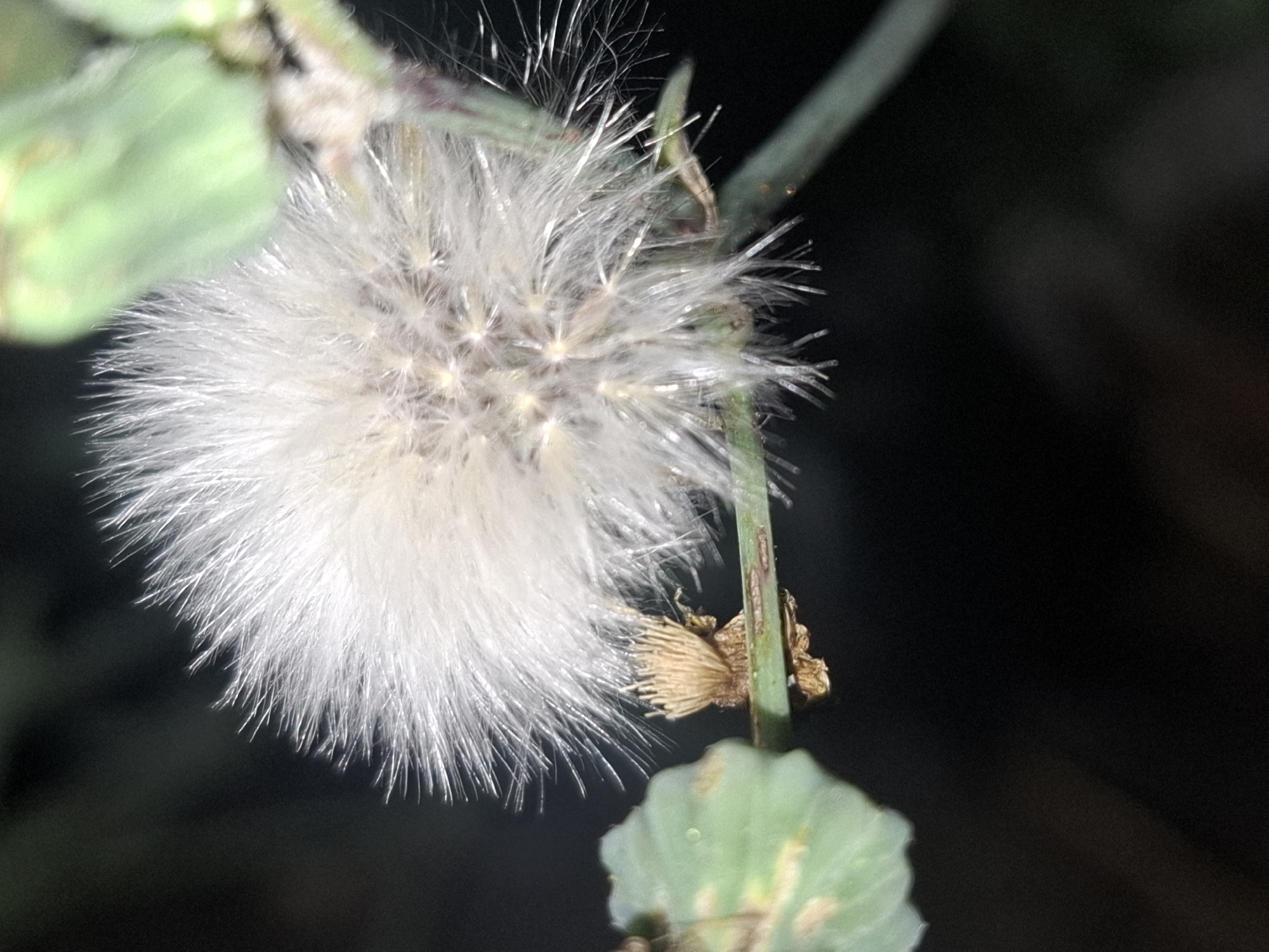 A close-up, dimly lit macro photograph captures a fluffy, white seed head of a plant, possibly a dandelion or a similar species, in Almaty, Kazakhstan. The seed head is spherical and appears to be in the process of dispersing its seeds, with many delicate, feathery filaments extending outwards. To the left and slightly out of focus, a muted green leaf with some brown markings is visible. Below the seed head, a thin, green stem runs horizontally, supporting the plant. The background is dark and blurred, suggesting a natural outdoor environment, likely a park or garden in Almaty during the evening or at dawn. The focus is sharp on the seed head, highlighting its intricate texture and the fine details of the individual seeds and their attached filaments.