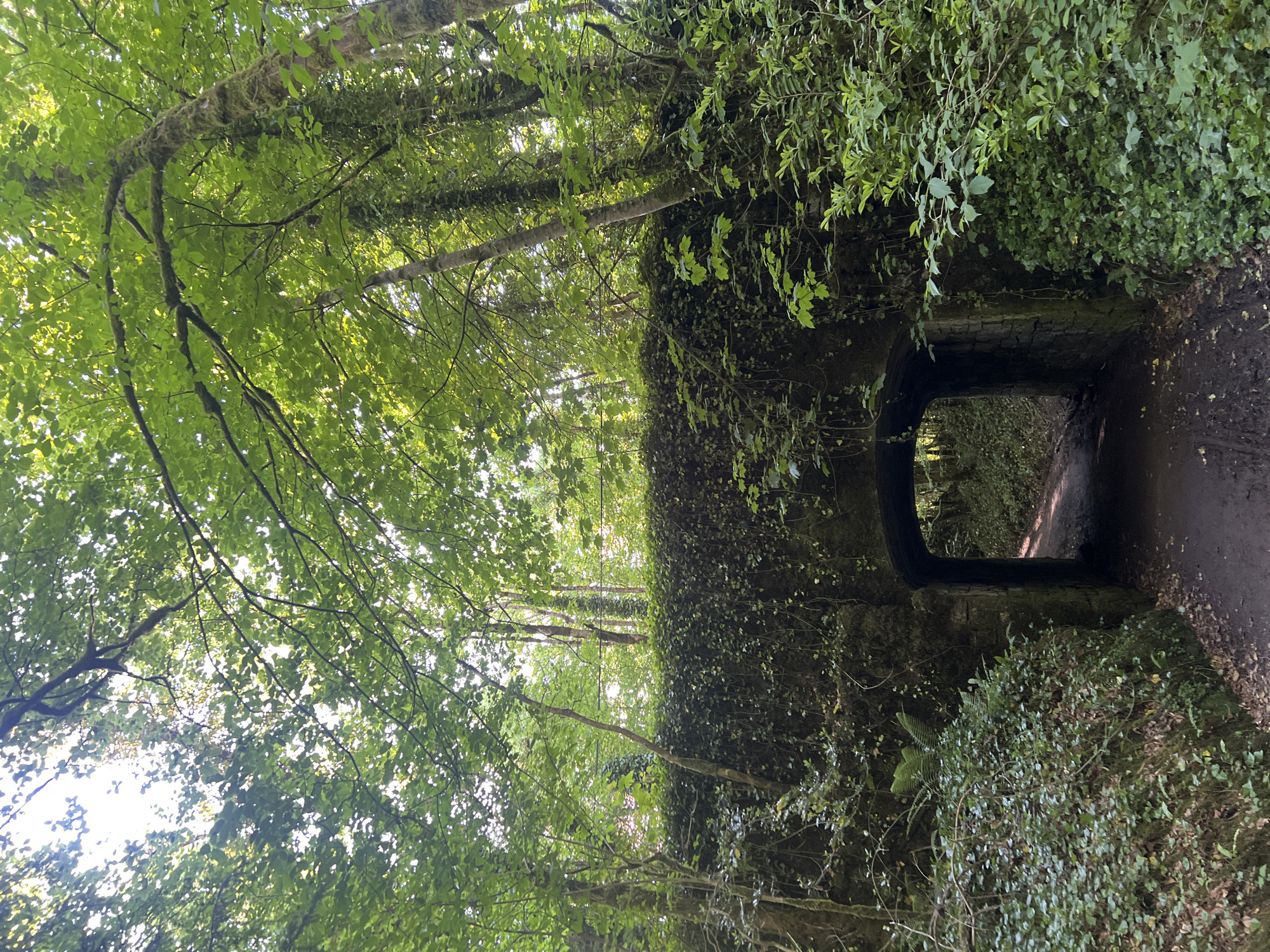The image shows a tunnel in Dringeen, Ireland. The tunnel is surrounded by lush greenery and overgrown foliage. The tunnel entrance is visible, revealing a path leading through it. Trees and branches overhang the tunnel, creating a canopy effect. The overall environment appears natural and overgrown, with evidence of plant life covering the structure. The image depicts a rural setting with an emphasis on the tunnel's integration into the landscape.
